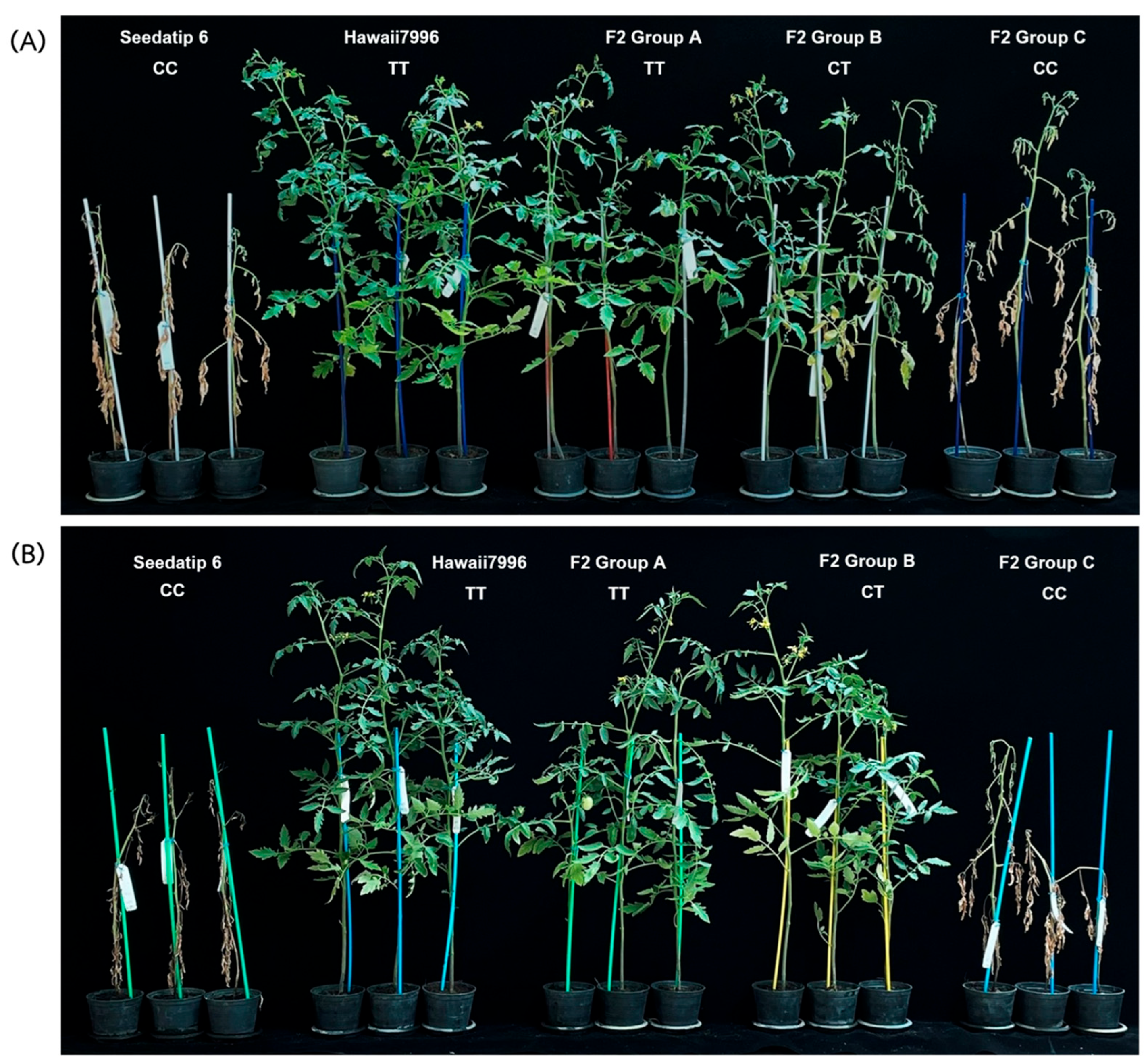 Plants 14 03036 g005