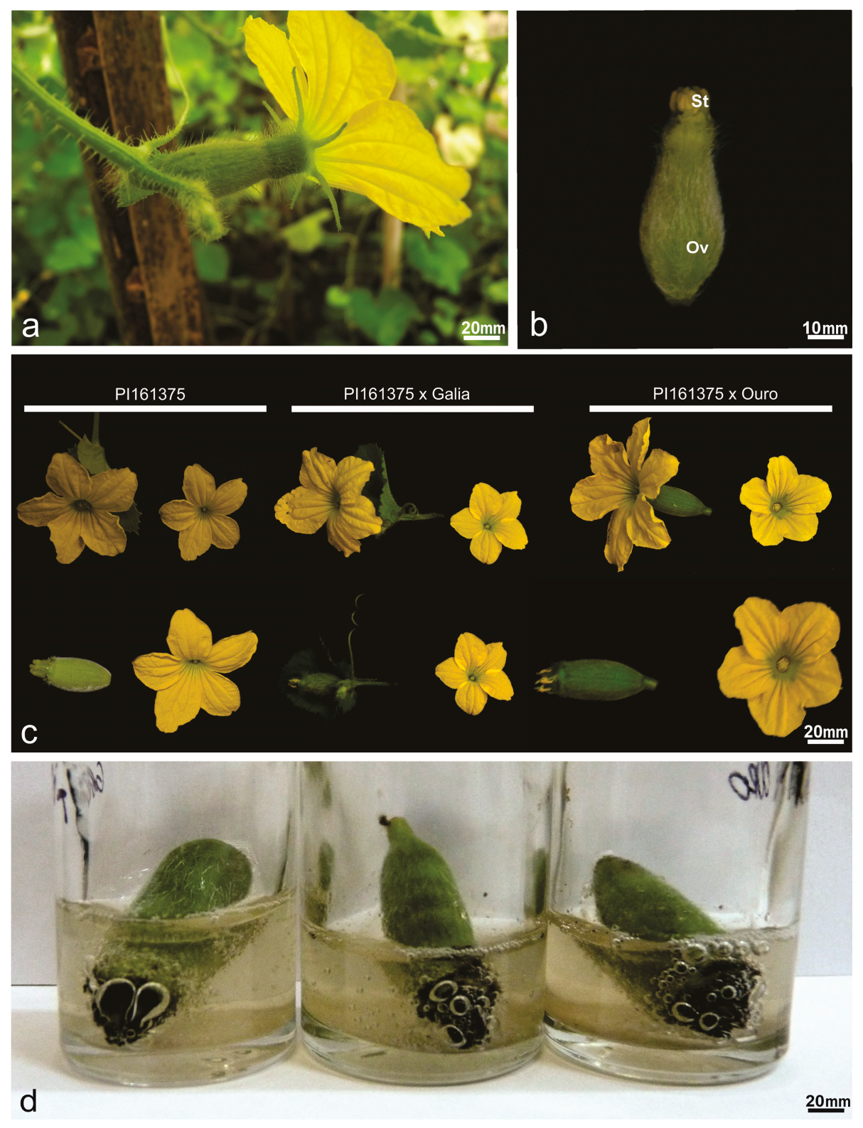 Plants 14 03047 g002 Plants 14 03047 g002