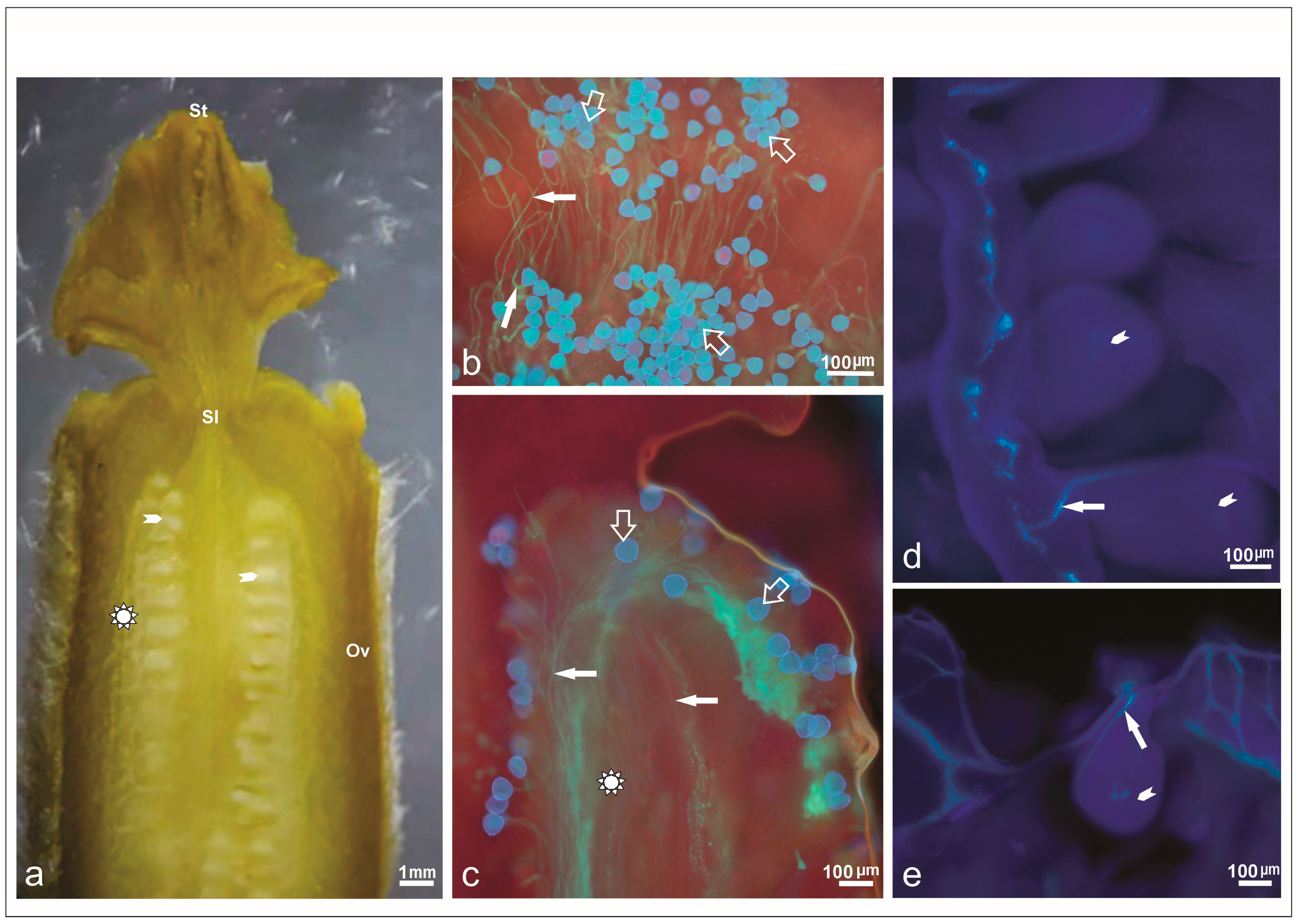 Plants 14 03047 g004 Plants 14 03047 g004