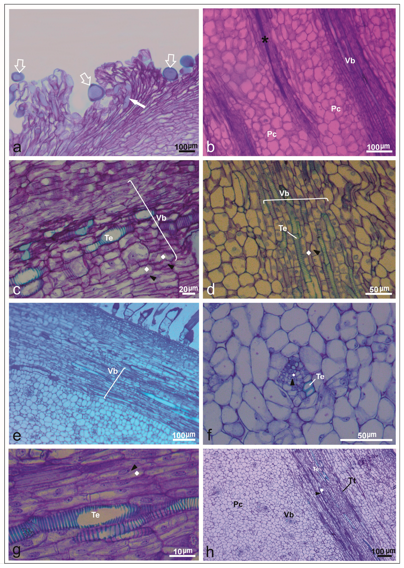 Plants 14 03047 g005 Plants 14 03047 g005