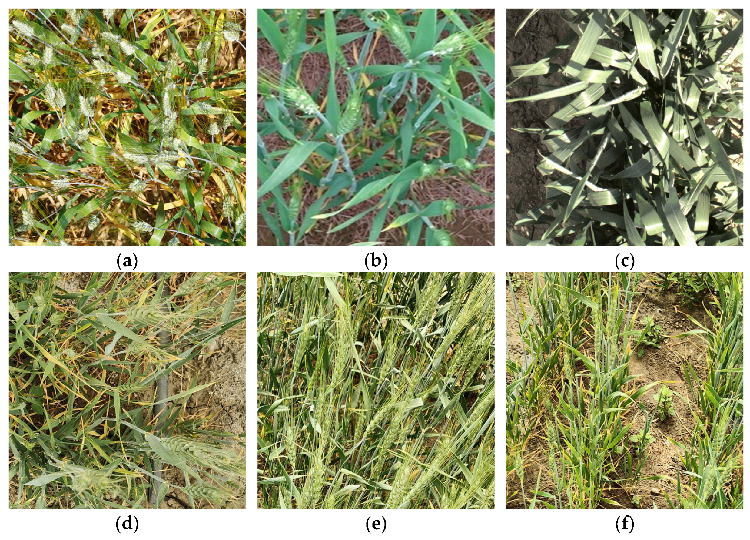 Plants 14 03058 g001