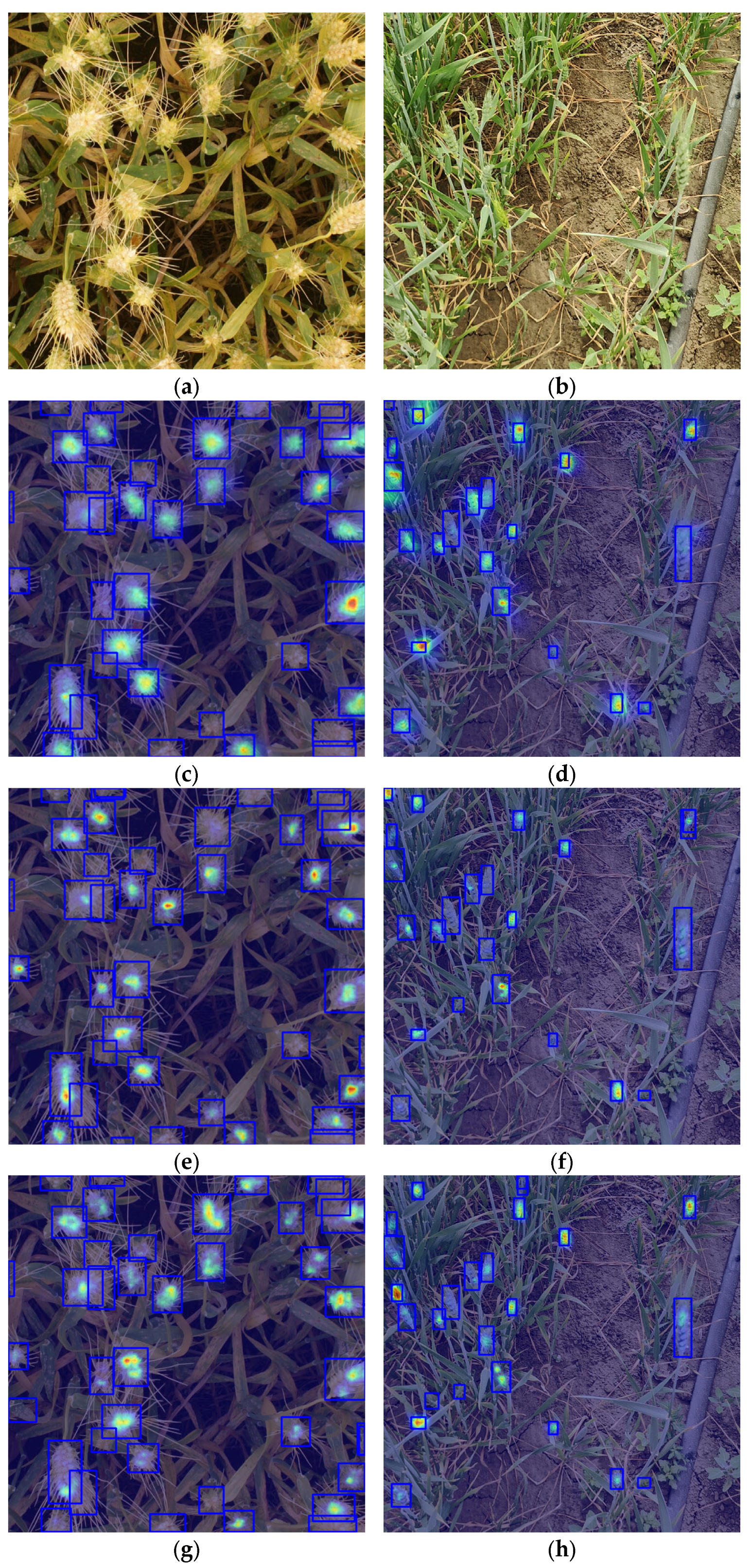 Plants 14 03058 g012a