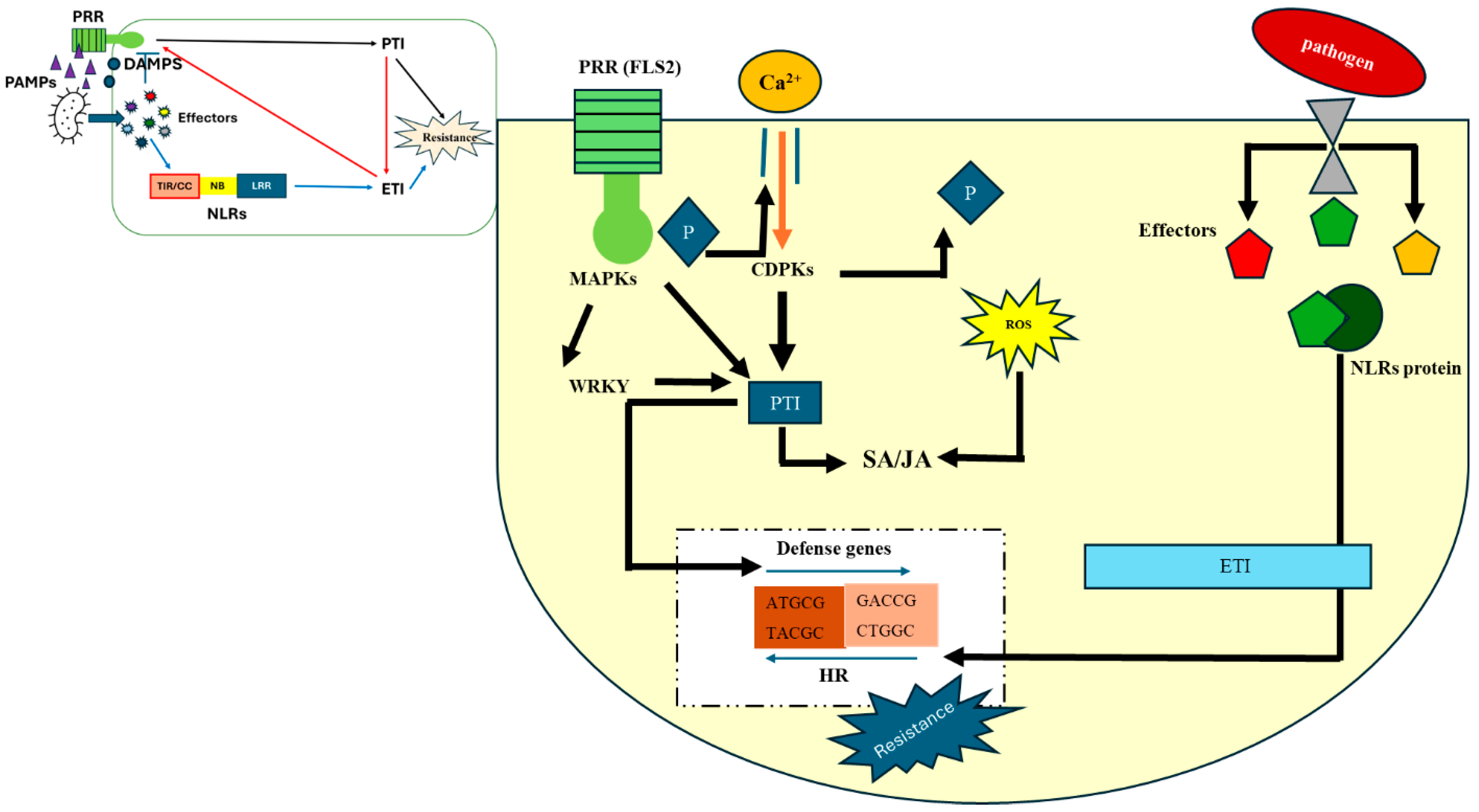 Plants 14 03080 g001 Plants 14 03080 g001