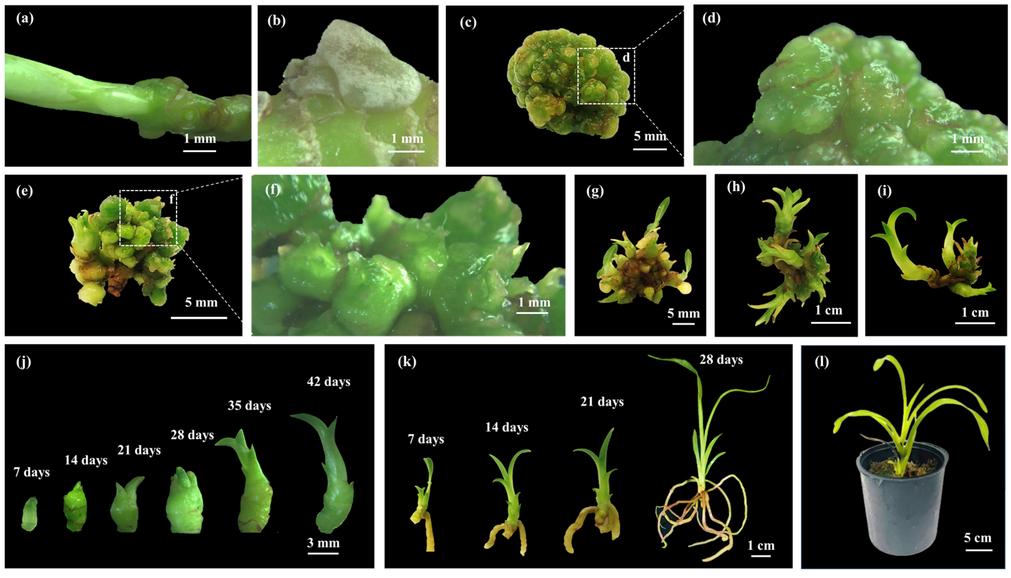 Plants 14 03083 g001 Plants 14 03083 g001