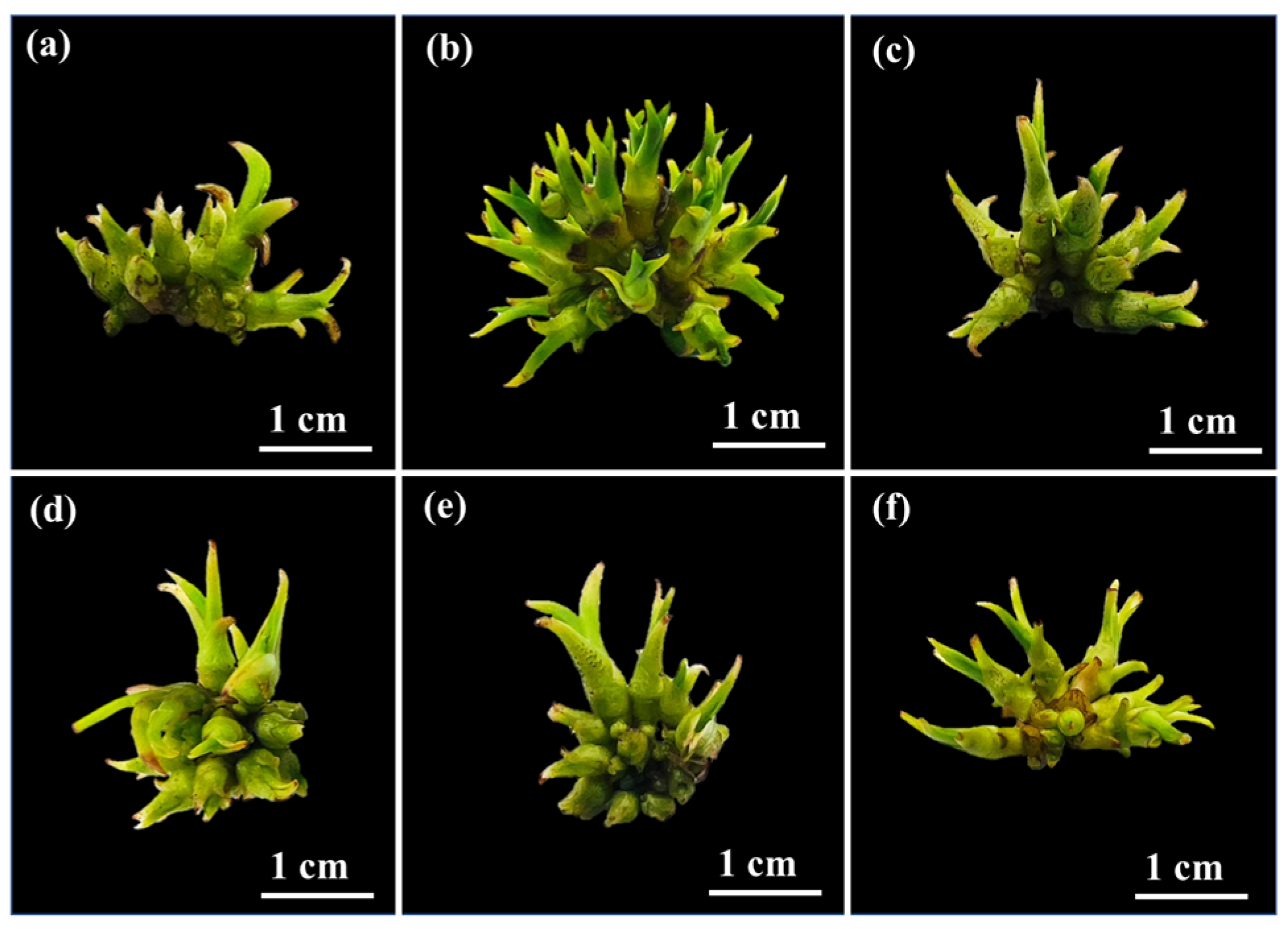 Plants 14 03083 g002 Plants 14 03083 g002