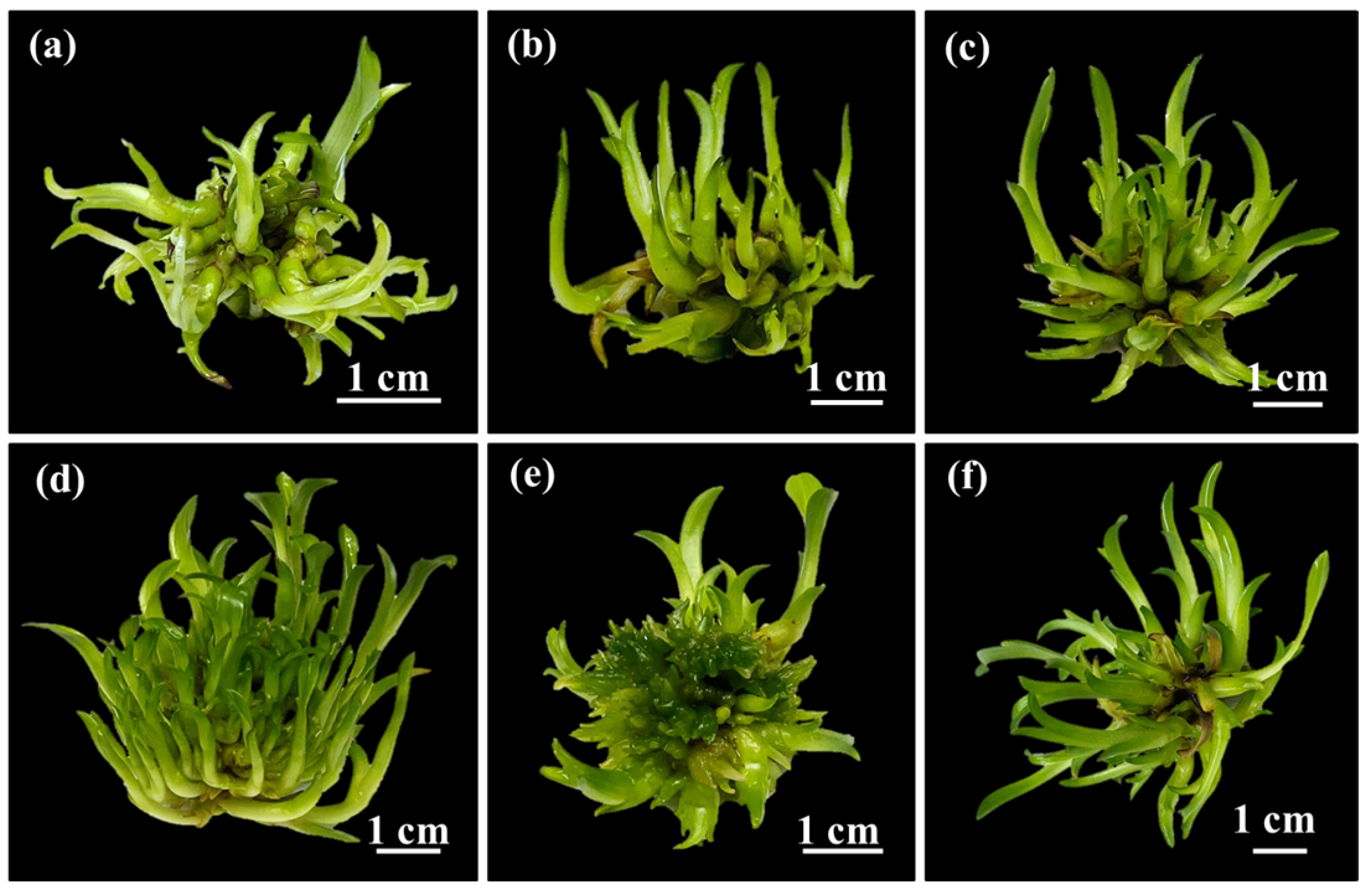 Plants 14 03083 g003 Plants 14 03083 g003