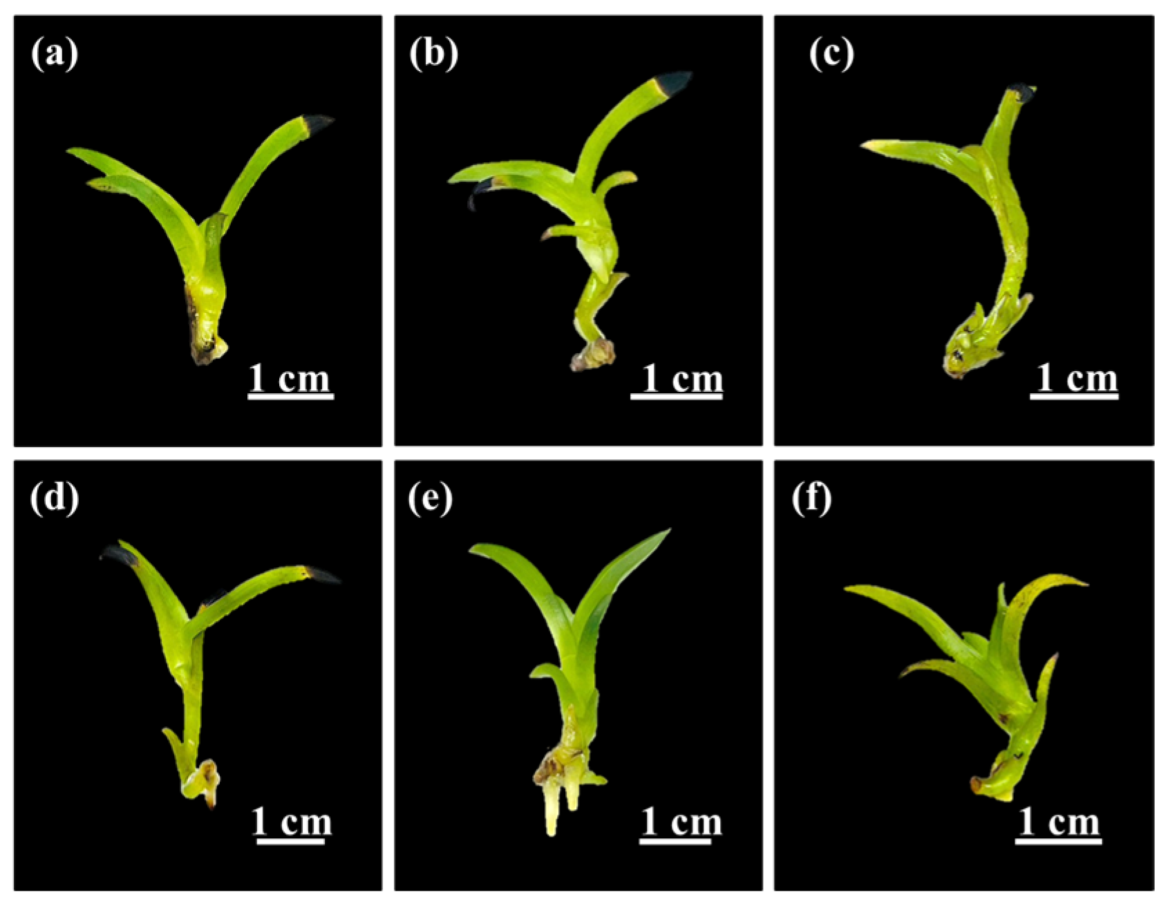 Plants 14 03083 g005 Plants 14 03083 g005