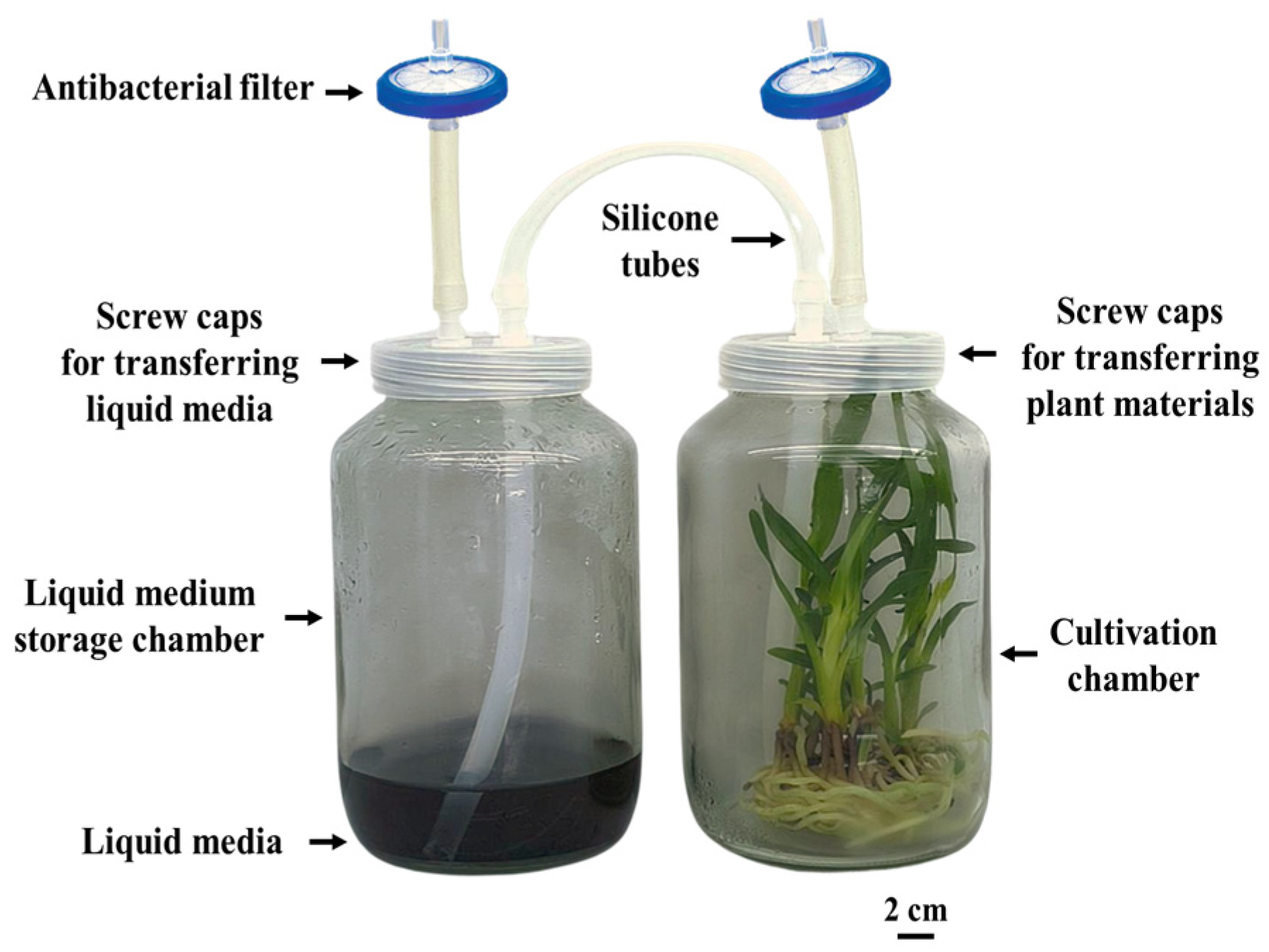 Plants 14 03083 g007 Plants 14 03083 g007