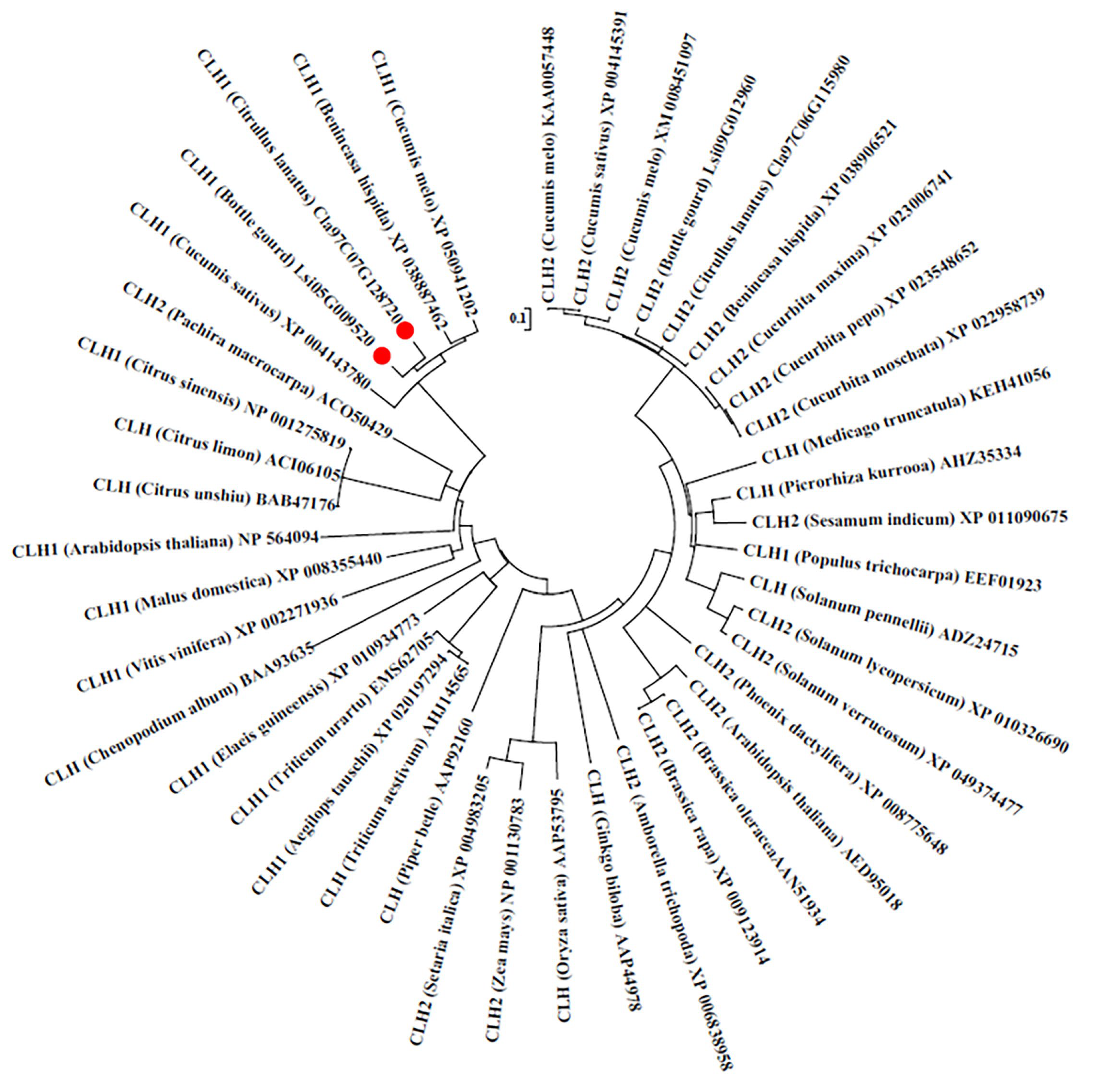 Plants 14 03086 g002 Plants 14 03086 g002