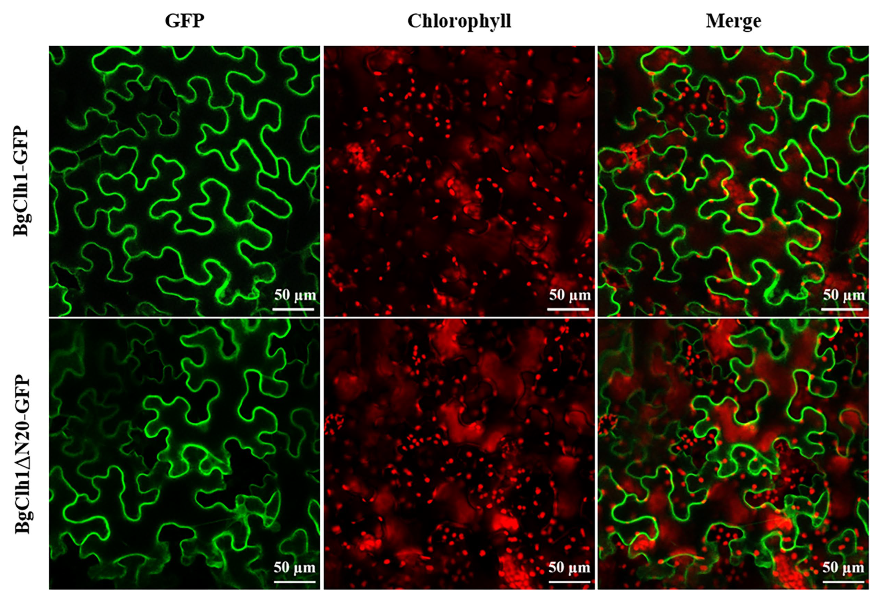 Plants 14 03086 g003 Plants 14 03086 g003