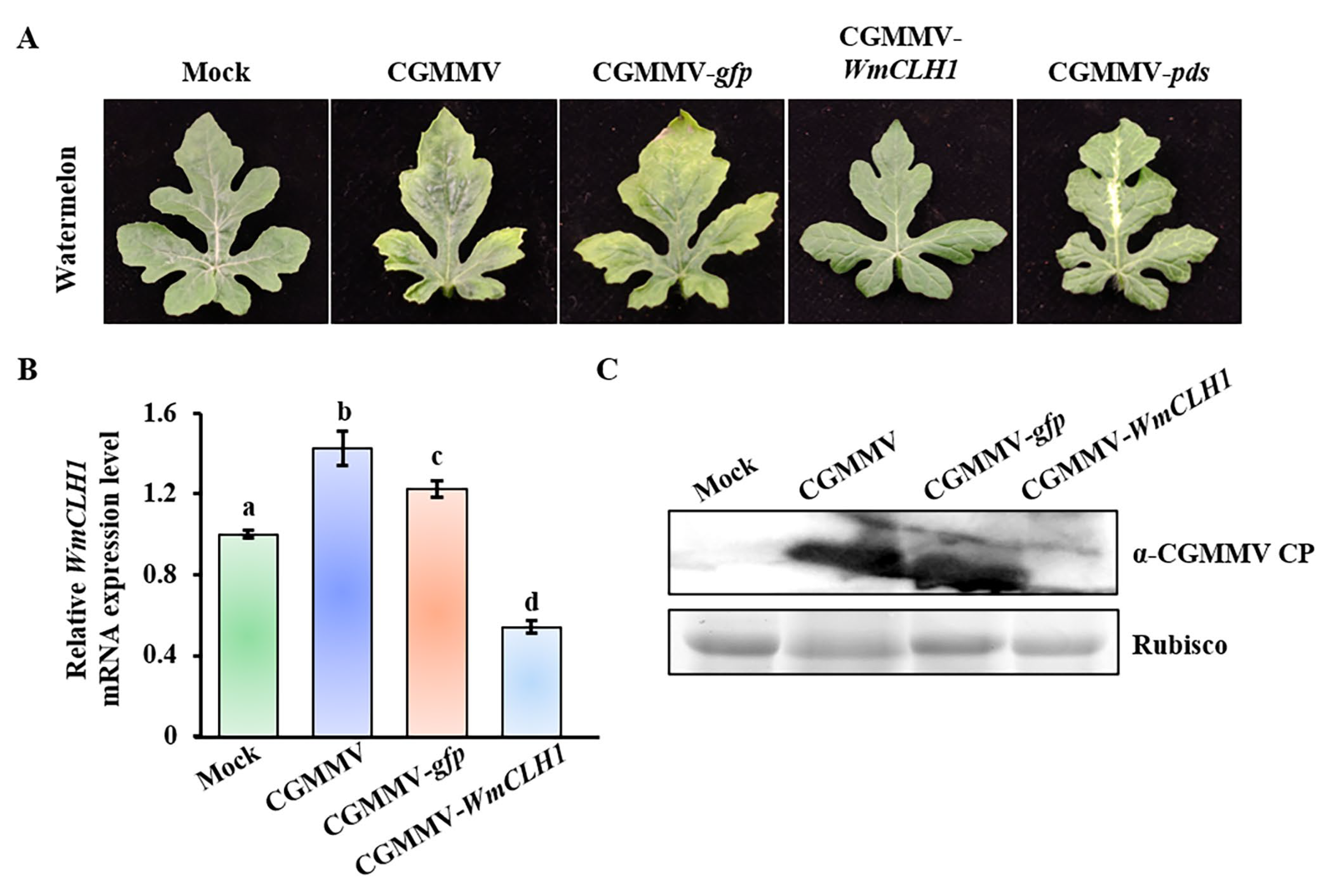 Plants 14 03086 g005 Plants 14 03086 g005