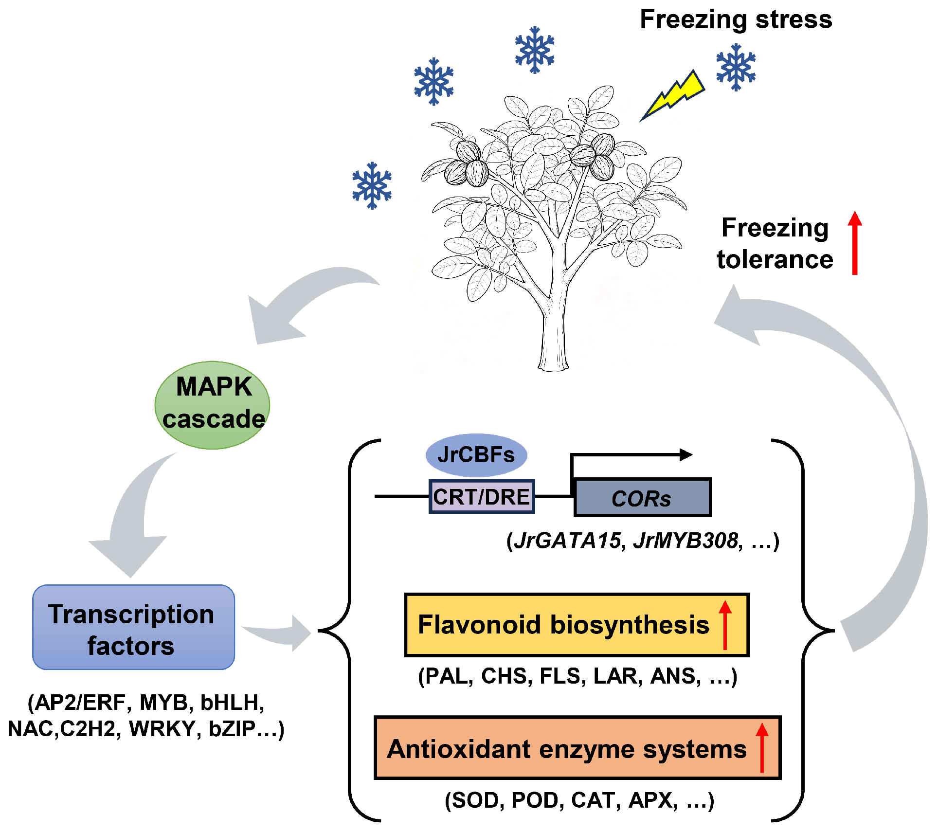Plants 14 03089 g007 Plants 14 03089 g007