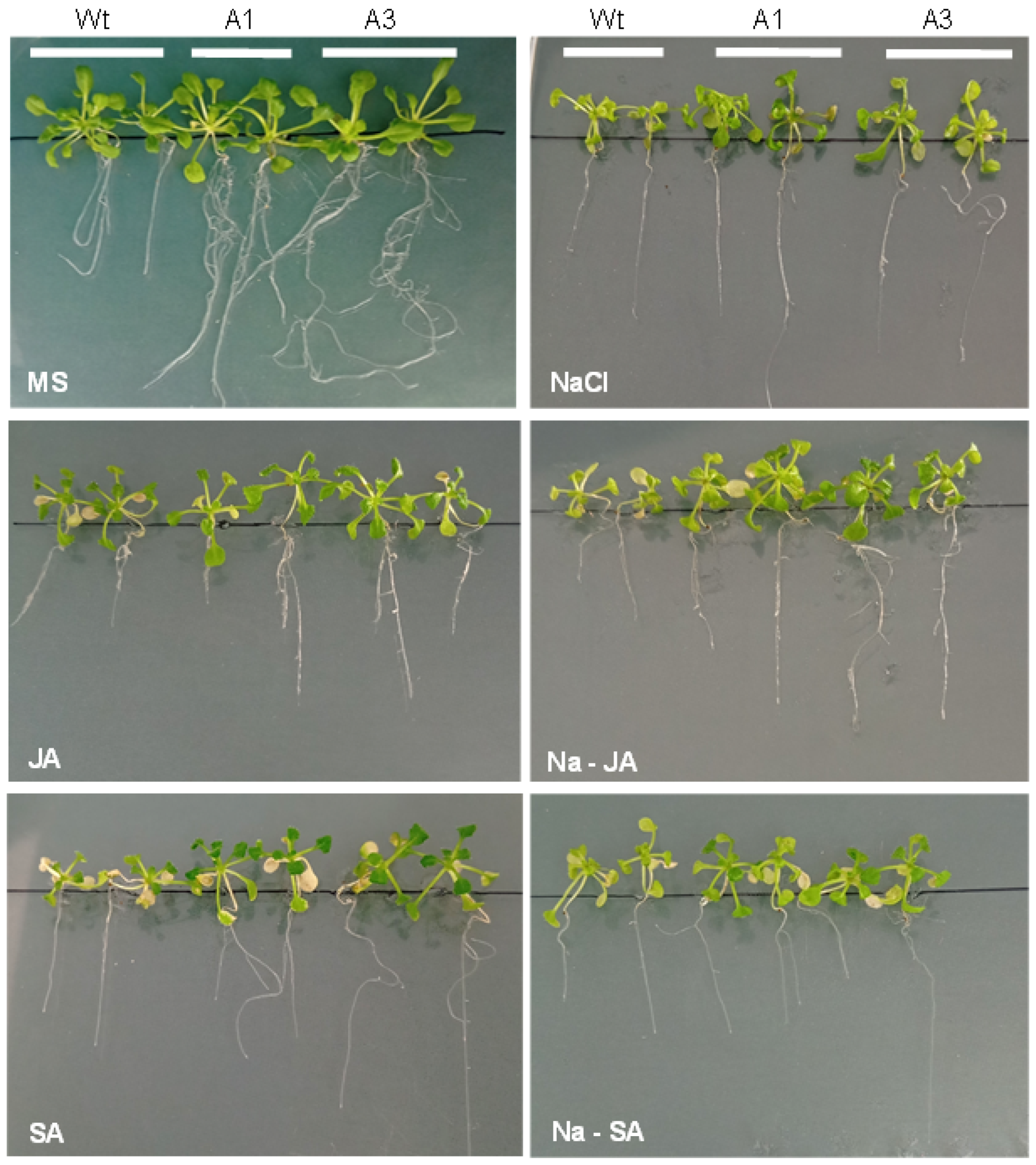 Plants 14 03092 g003 Plants 14 03092 g003