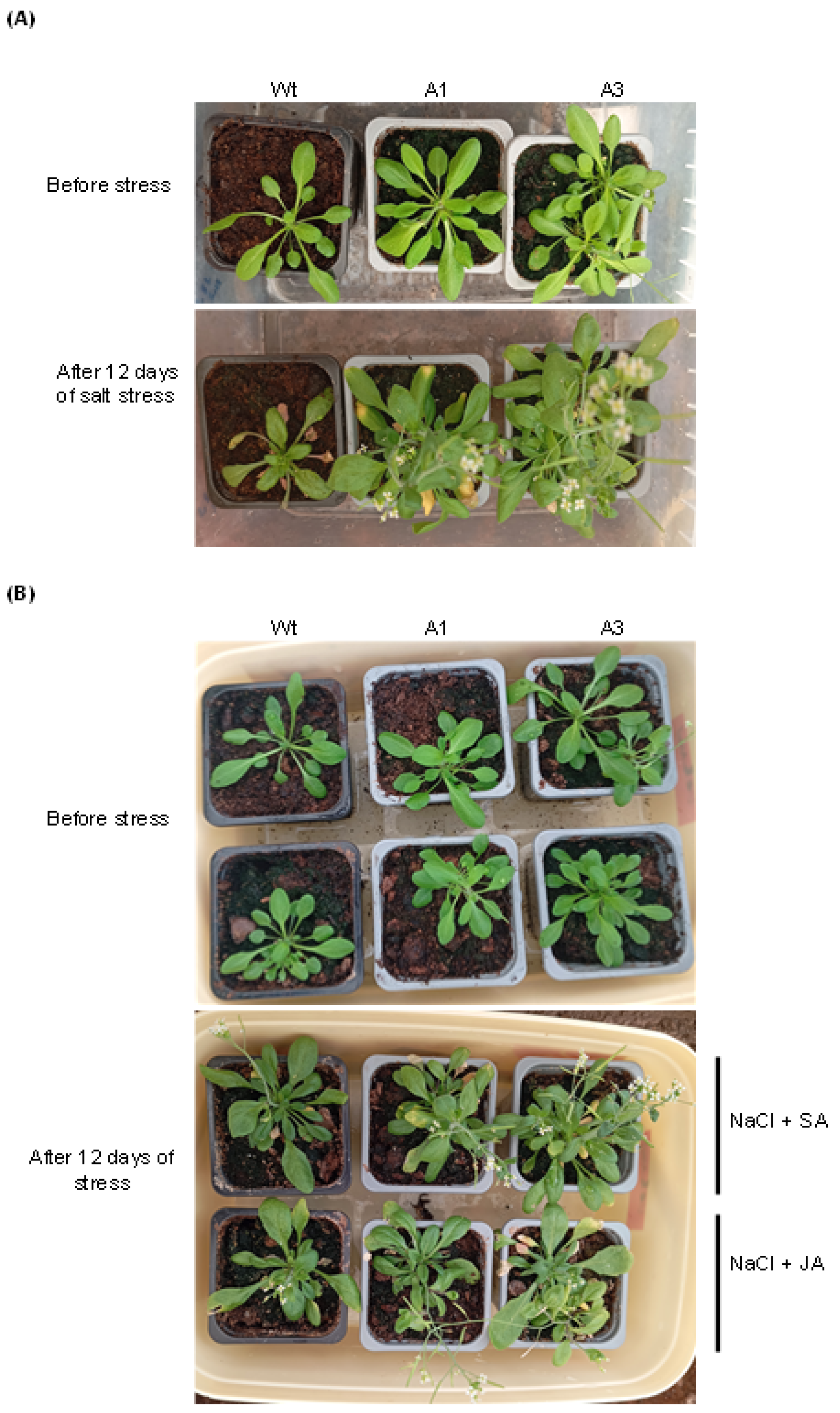 Plants 14 03092 g005 Plants 14 03092 g005