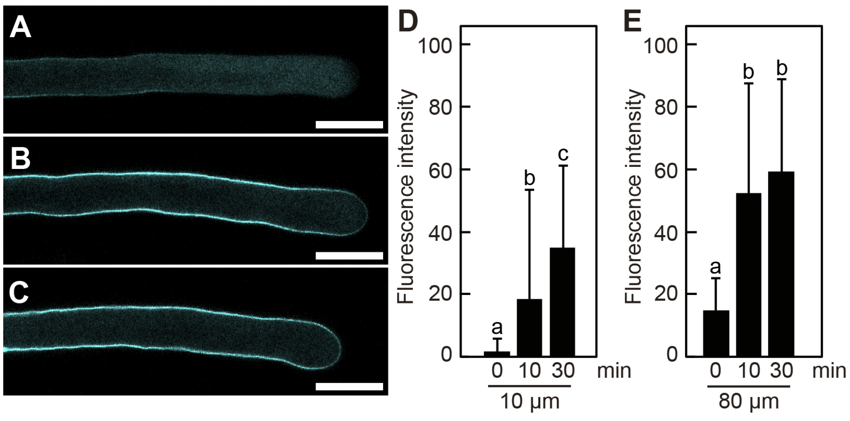 Plants 14 03093 g003 Plants 14 03093 g003