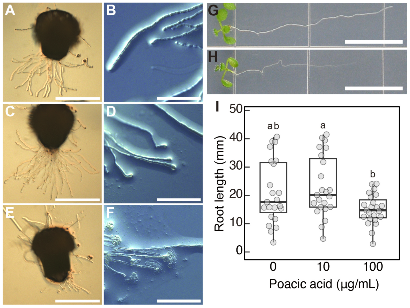 Plants 14 03093 g006 Plants 14 03093 g006