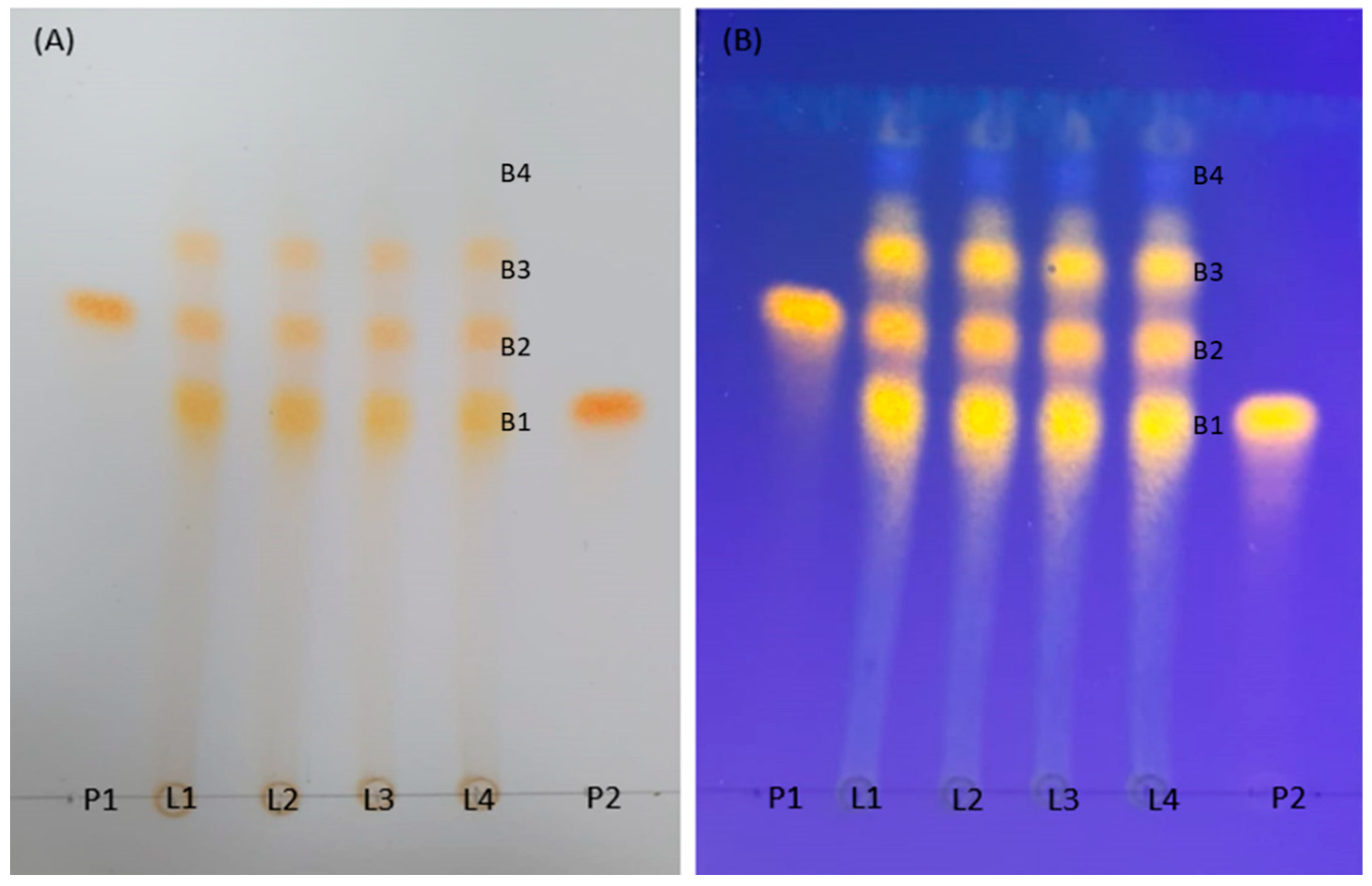 Plants 14 03099 g001