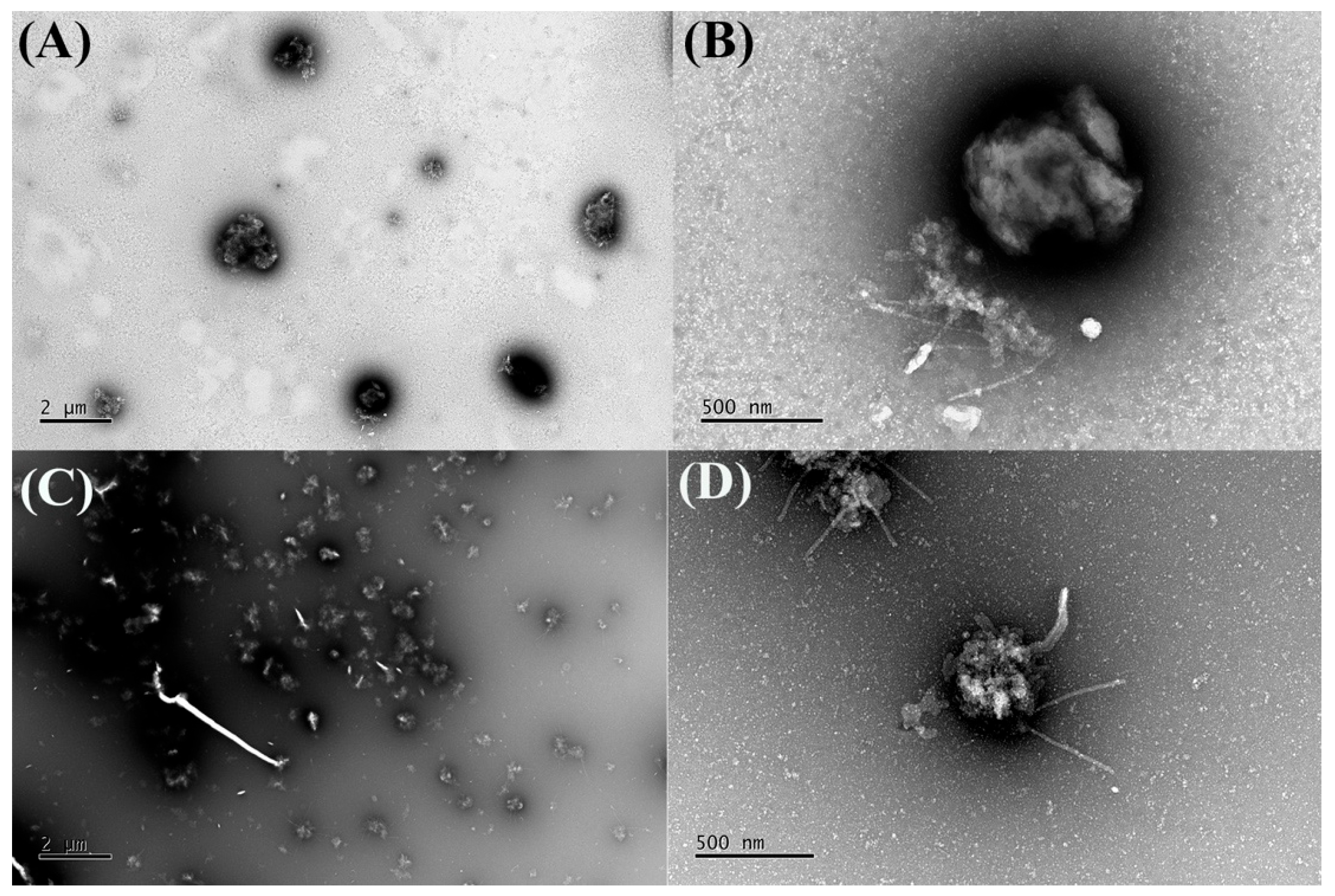 Plants 14 03099 g009