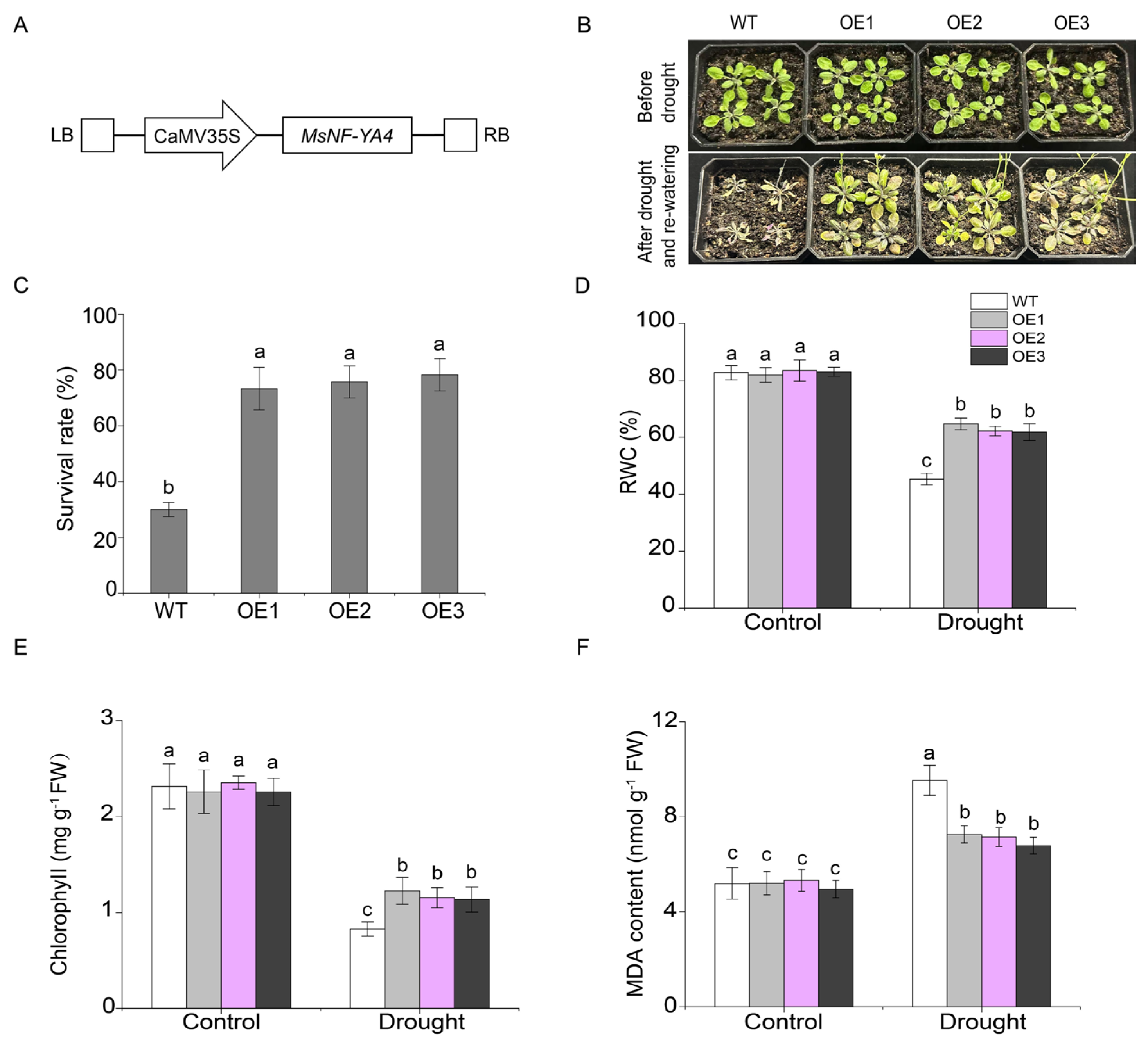 Plants 14 03100 g007 Plants 14 03100 g007