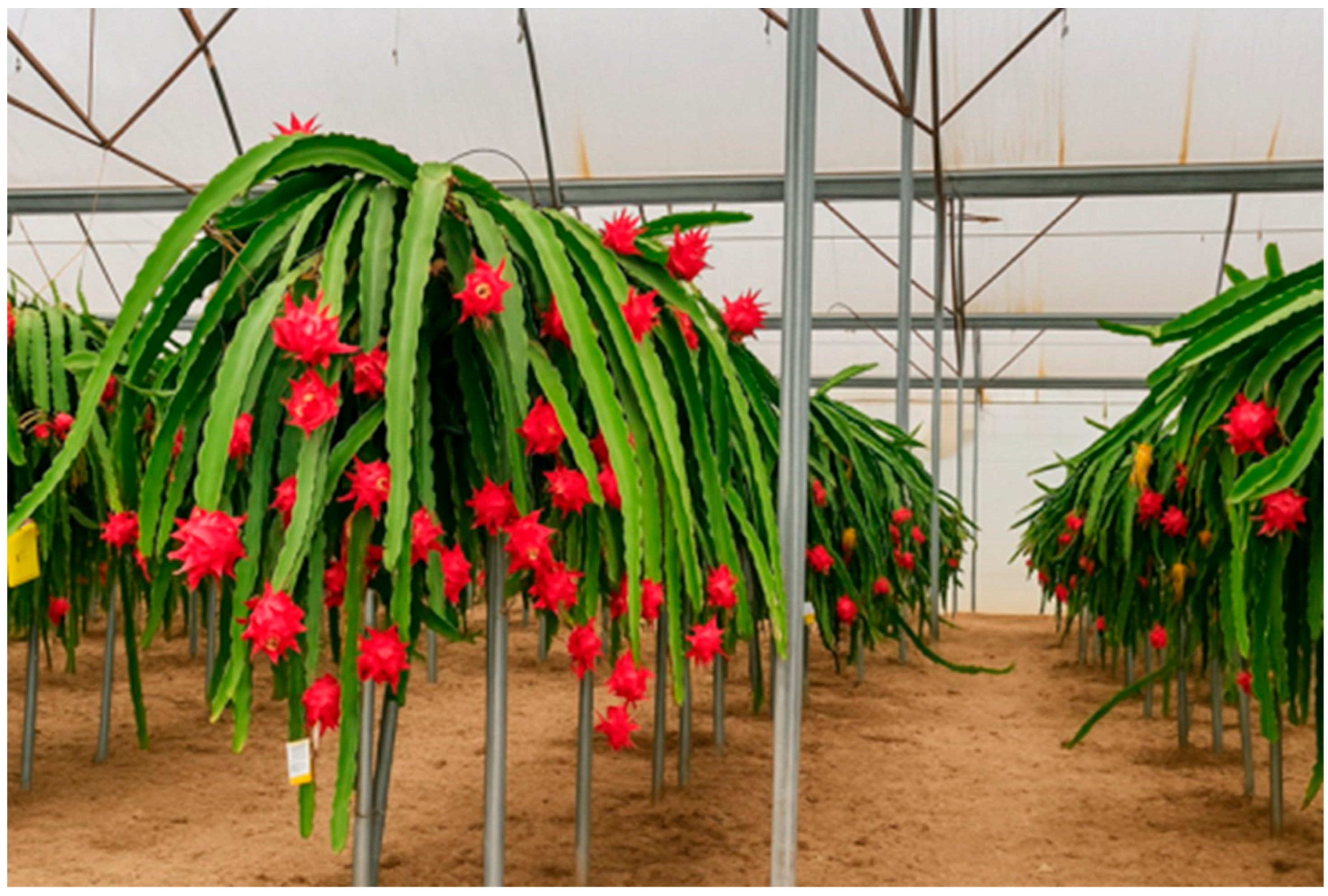 Plants 14 03102 g005