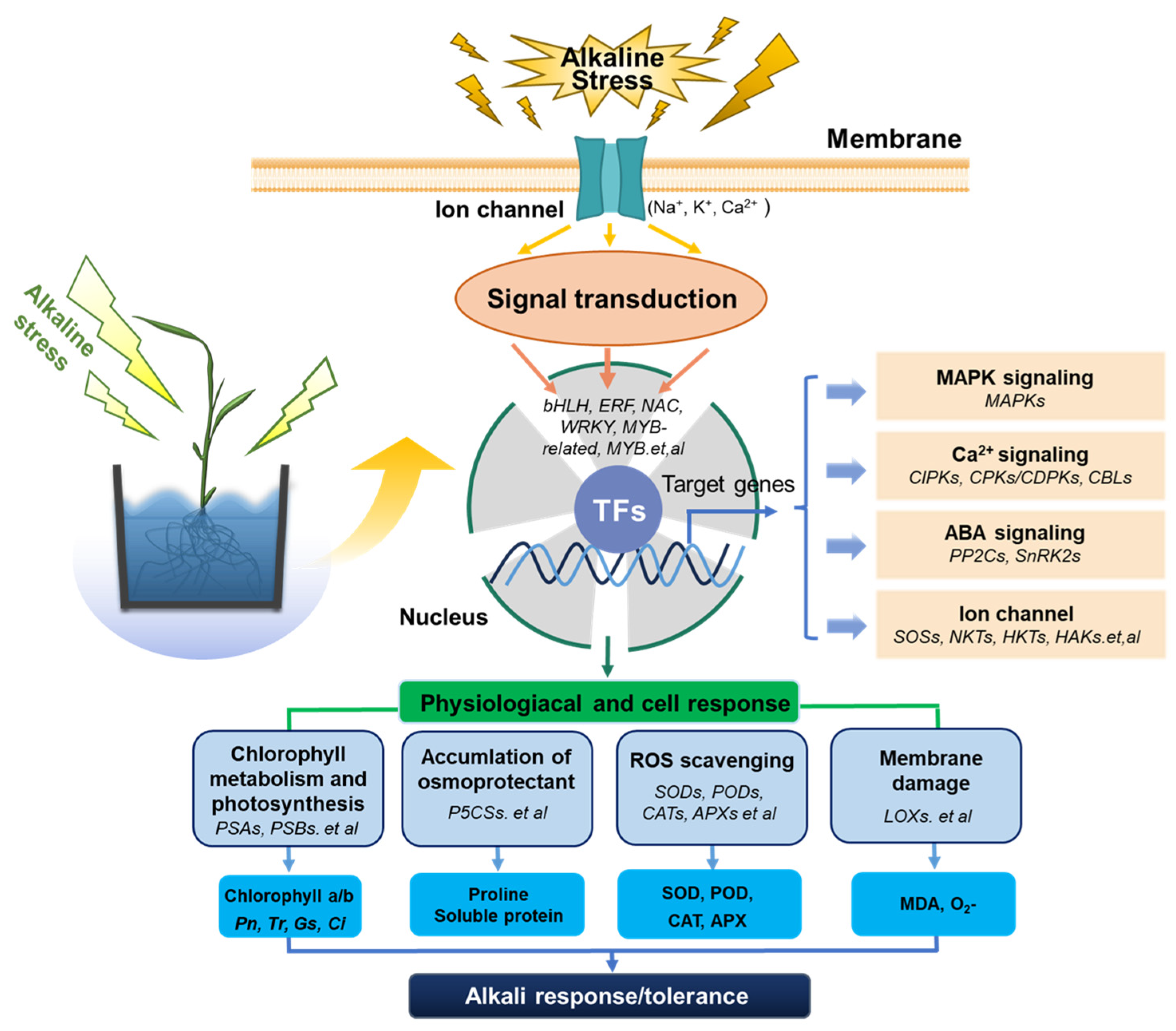Plants 14 03106 g008 Plants 14 03106 g008