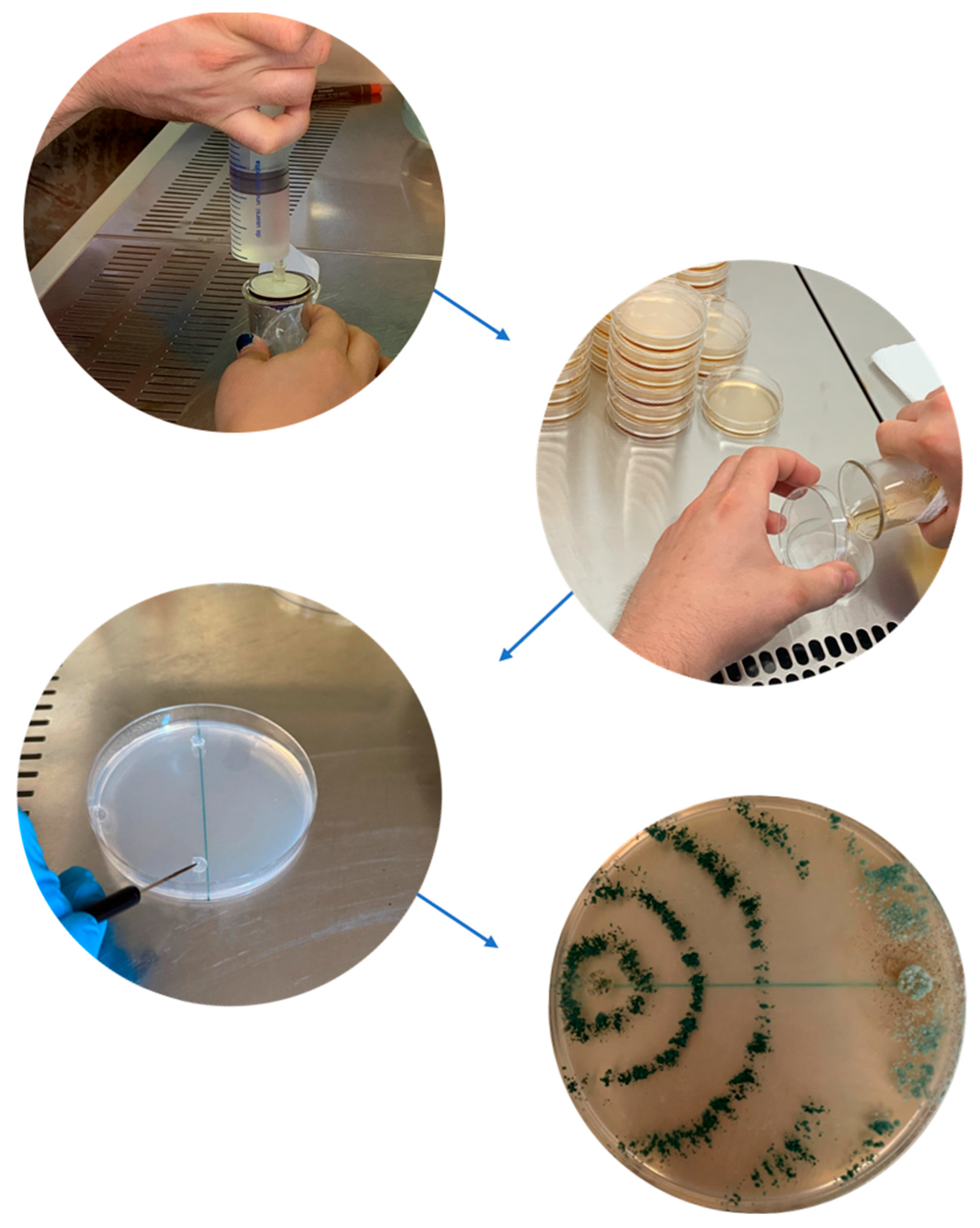 Plants 14 03108 g005