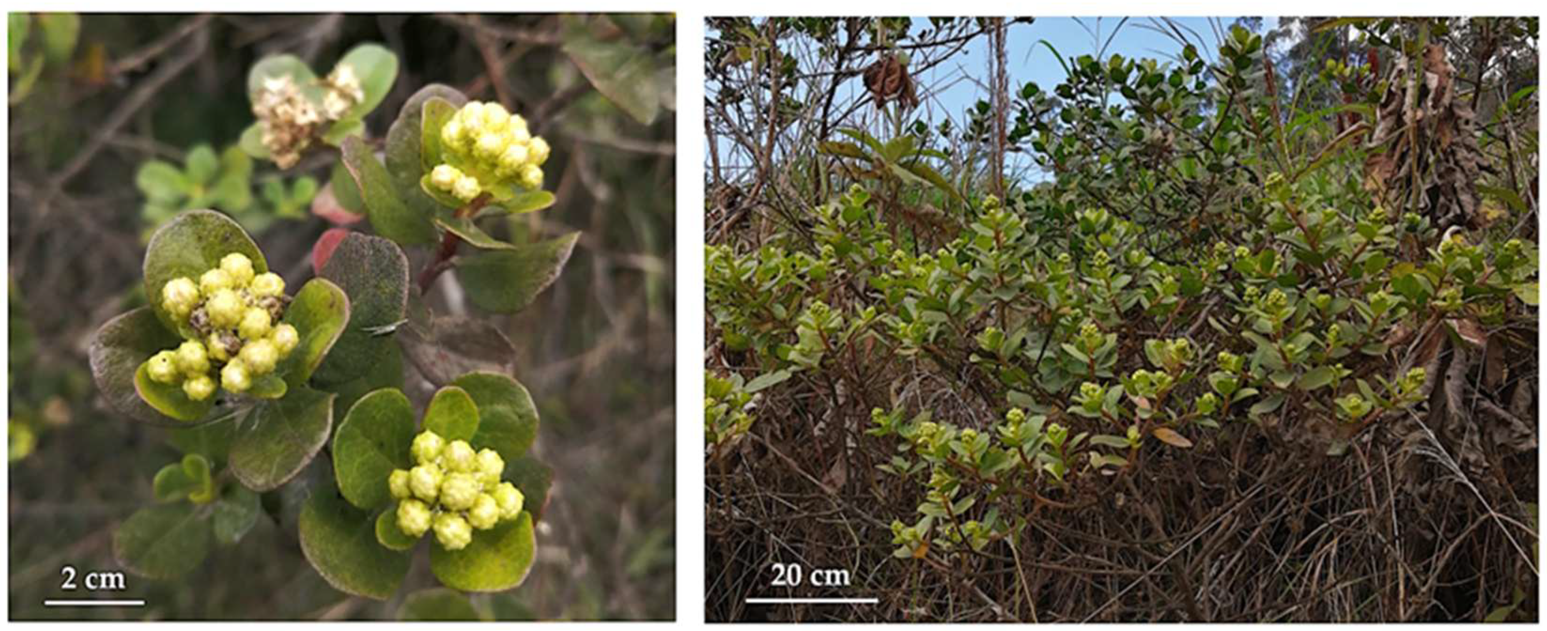 Plants 14 03110 g001