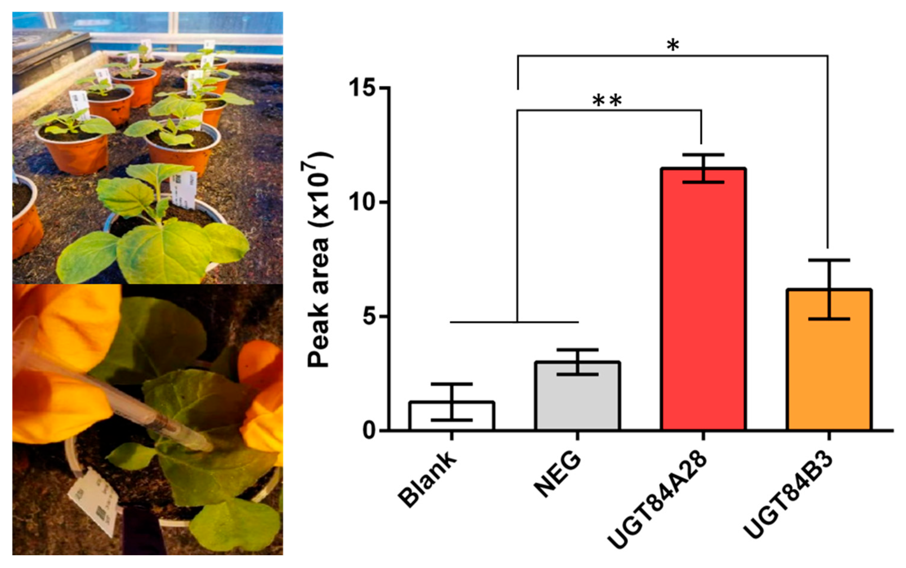 Plants 14 03112 g008 Plants 14 03112 g008