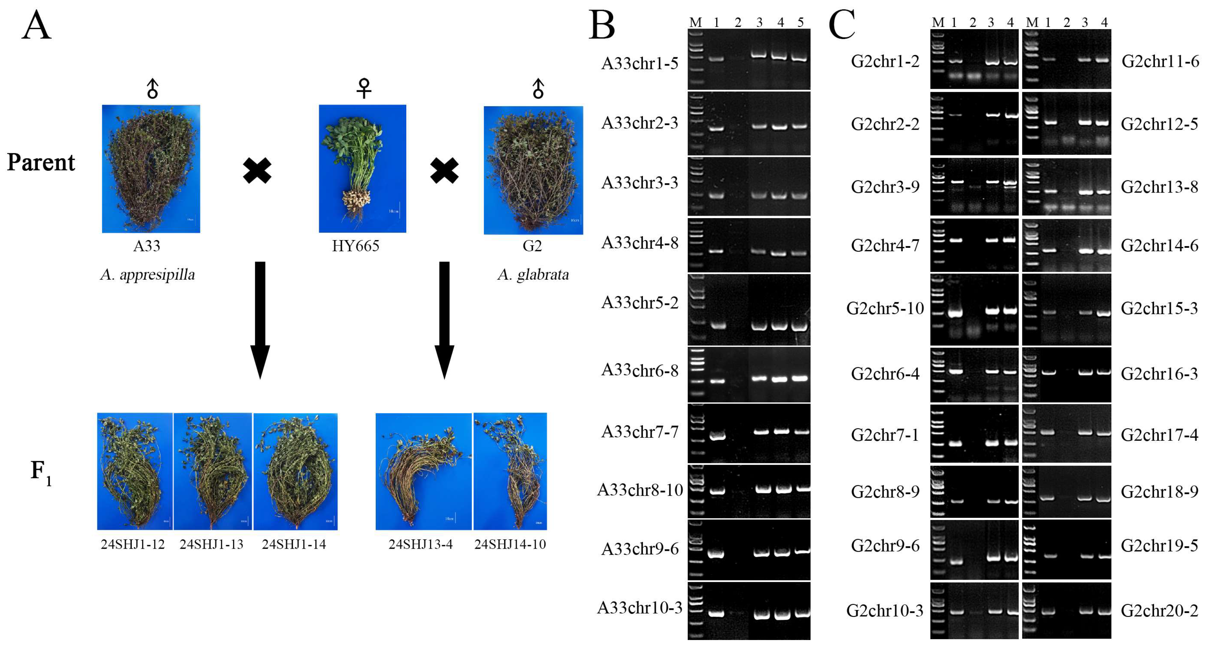 Plants 14 03114 g003 Plants 14 03114 g003