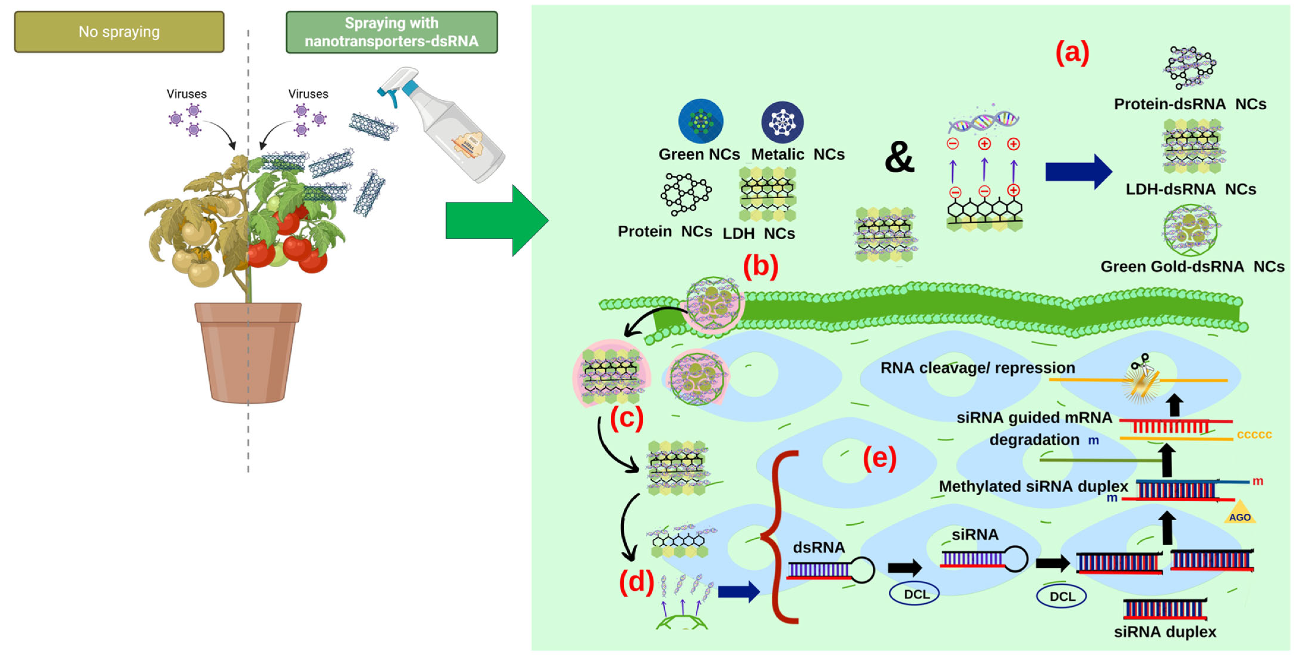 Plants 14 03118 g002