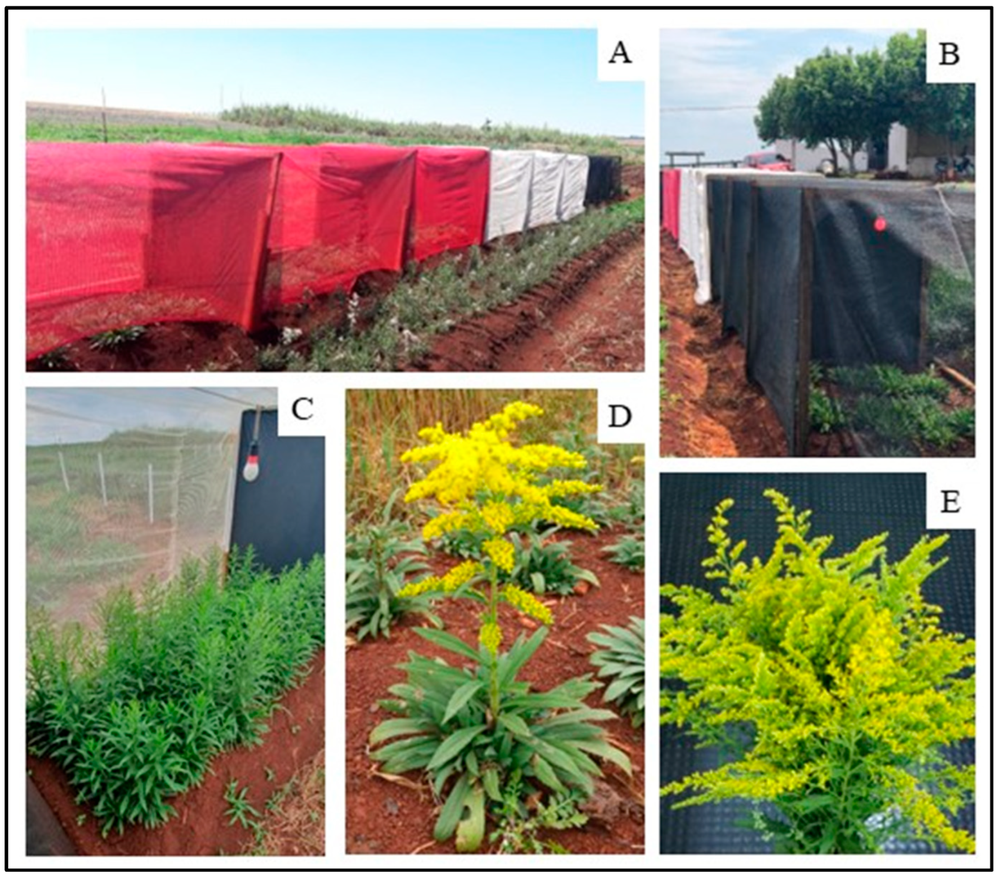 Plants 14 03119 g004