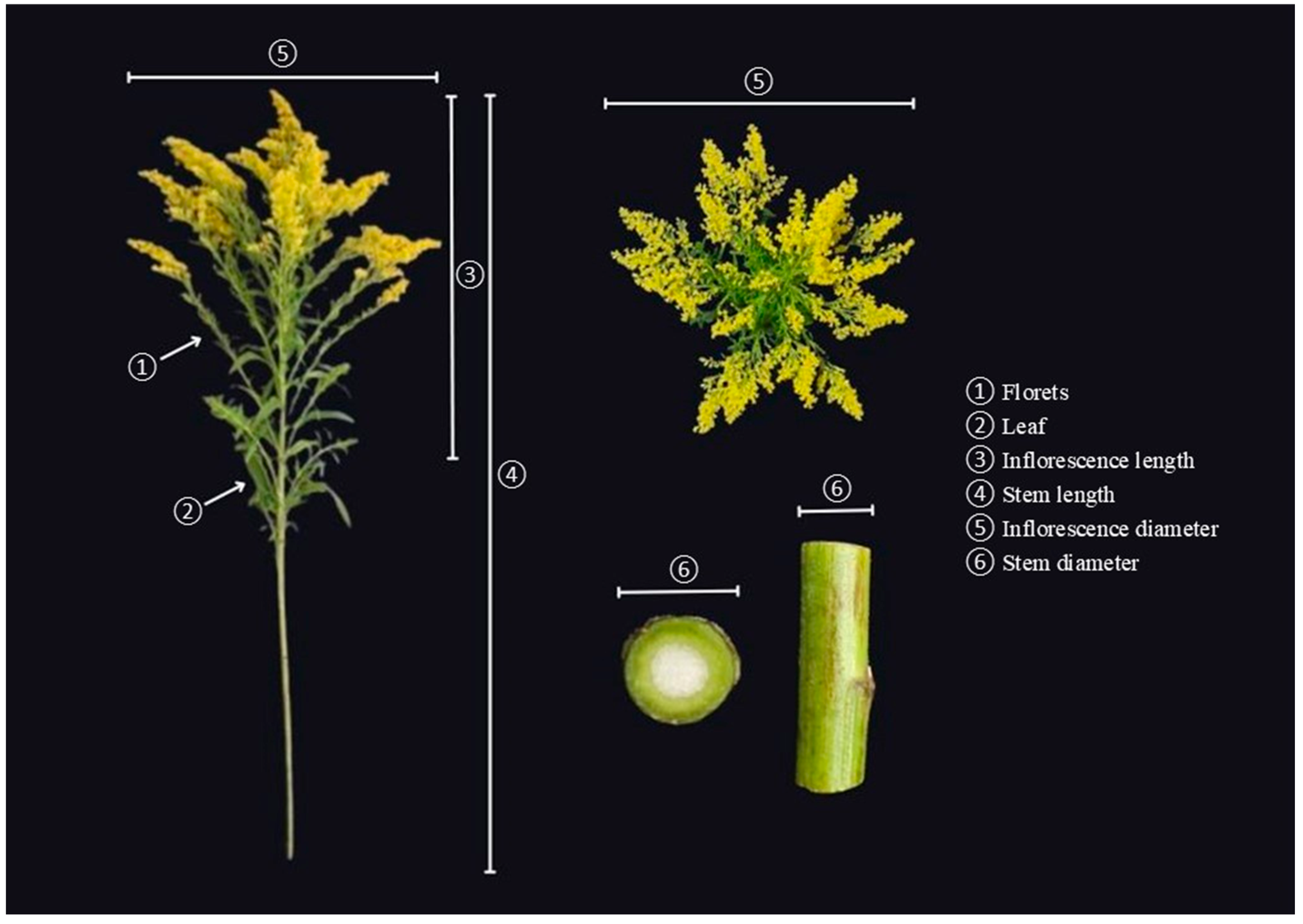 Plants 14 03119 g005