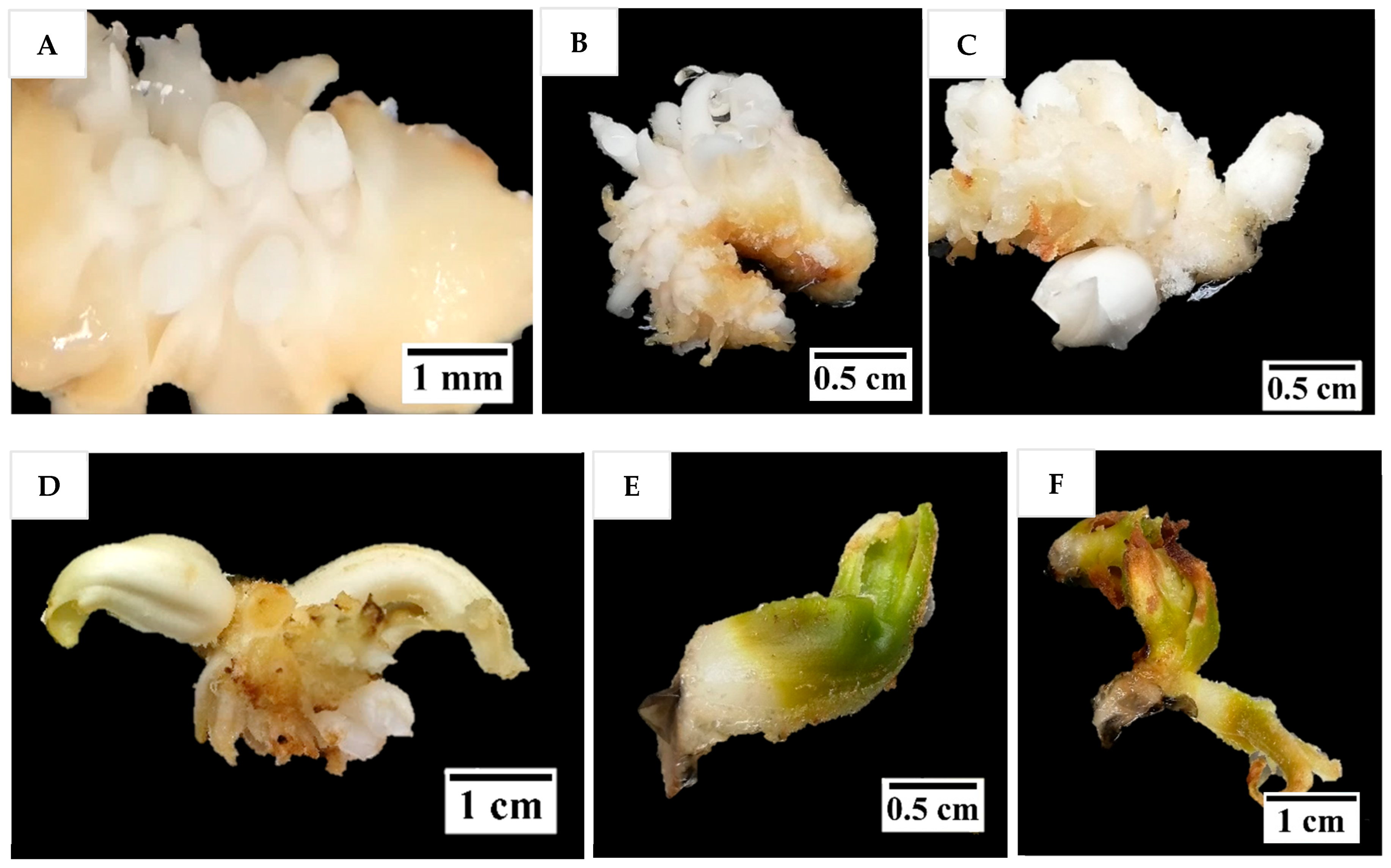 Plants 14 03123 g004