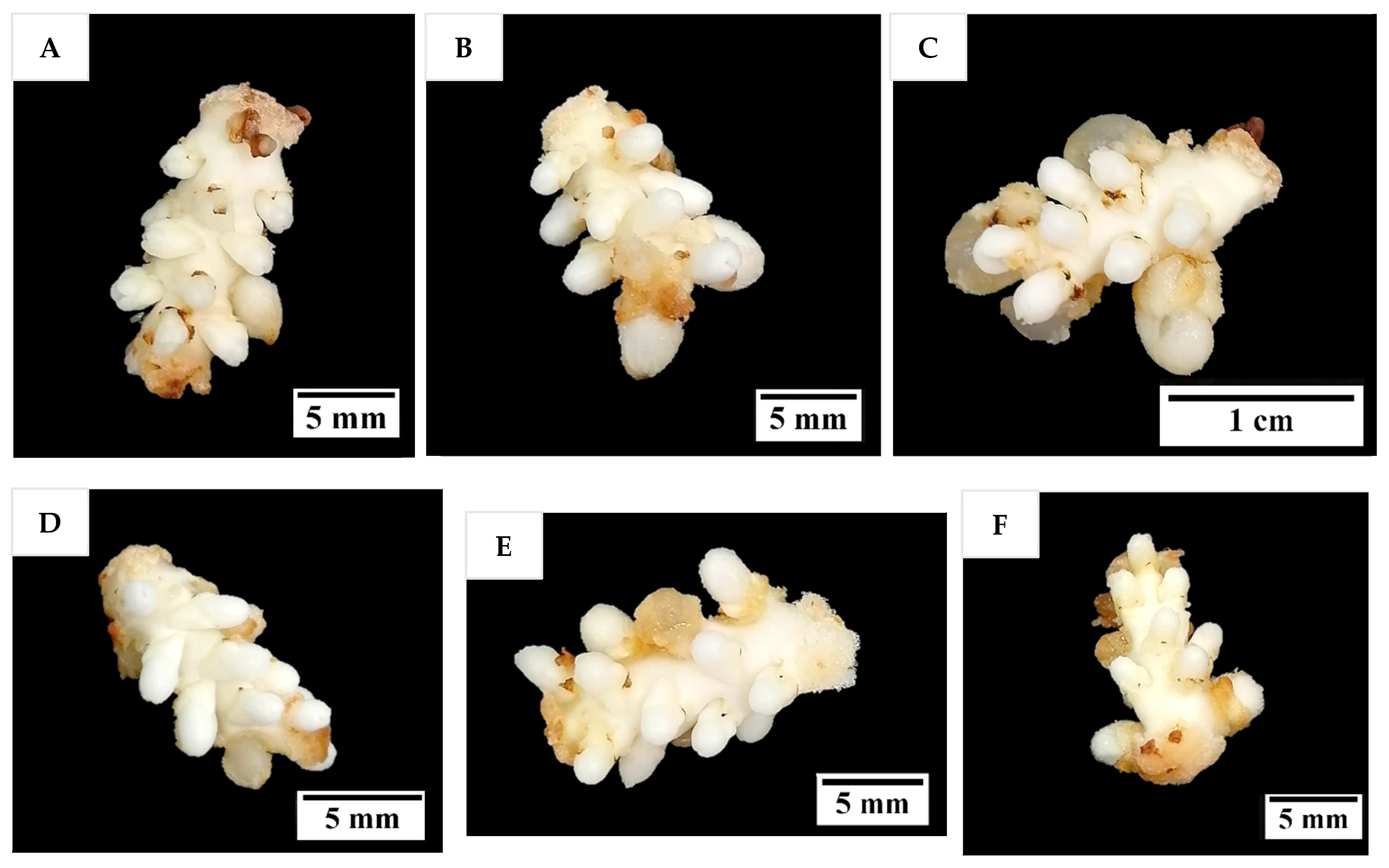 Plants 14 03123 g010