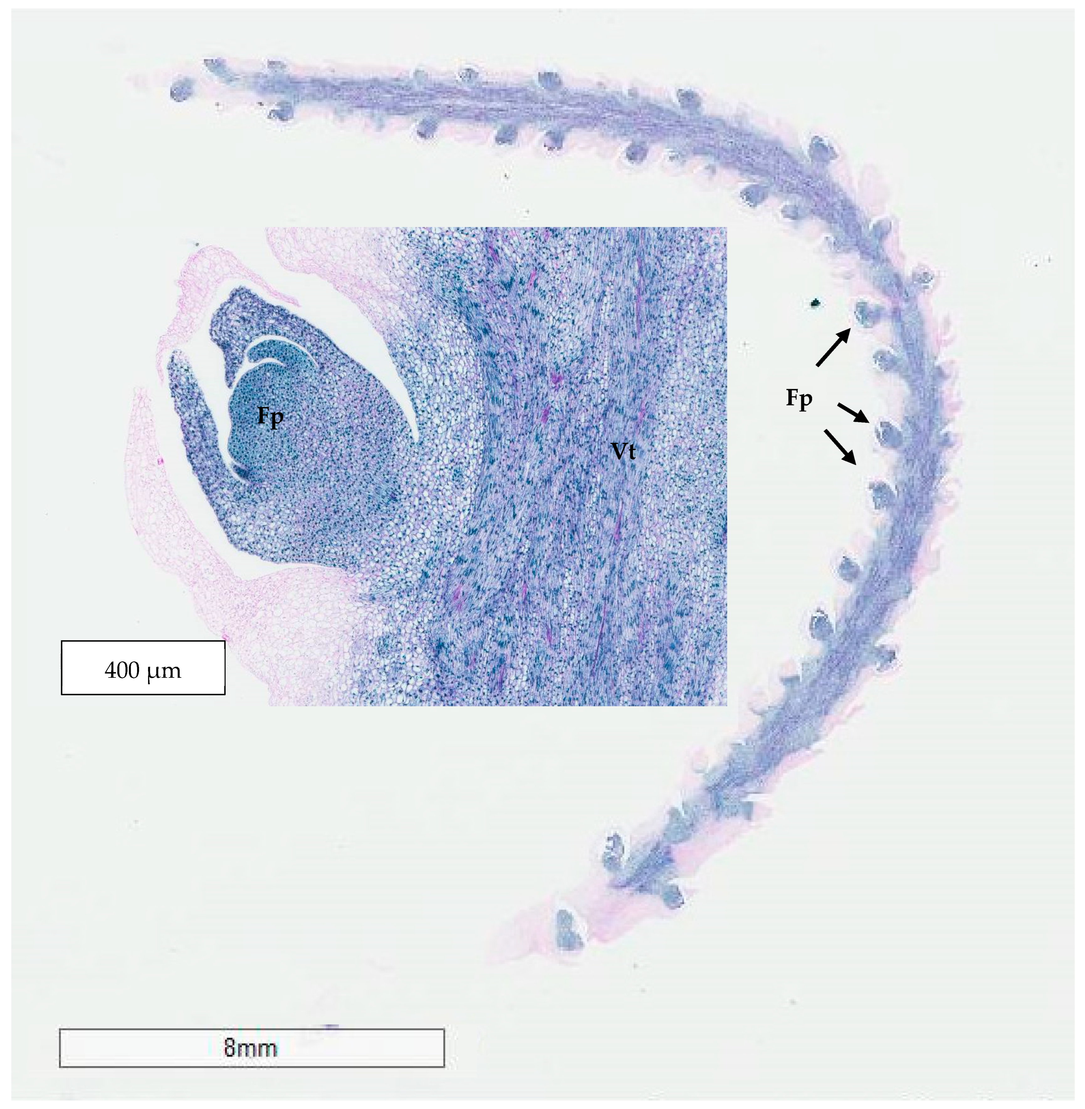 Plants 14 03123 g013