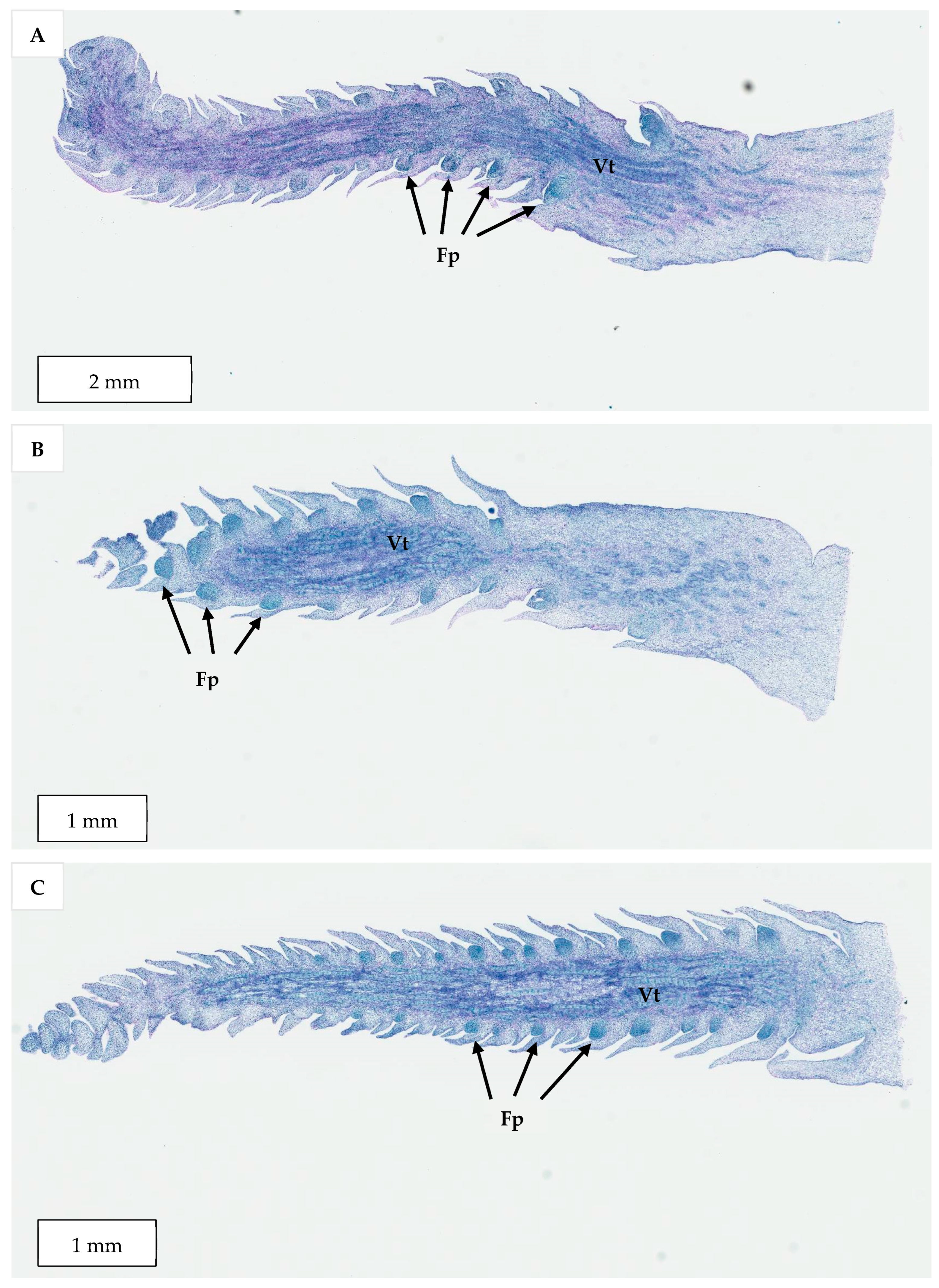 Plants 14 03123 g014