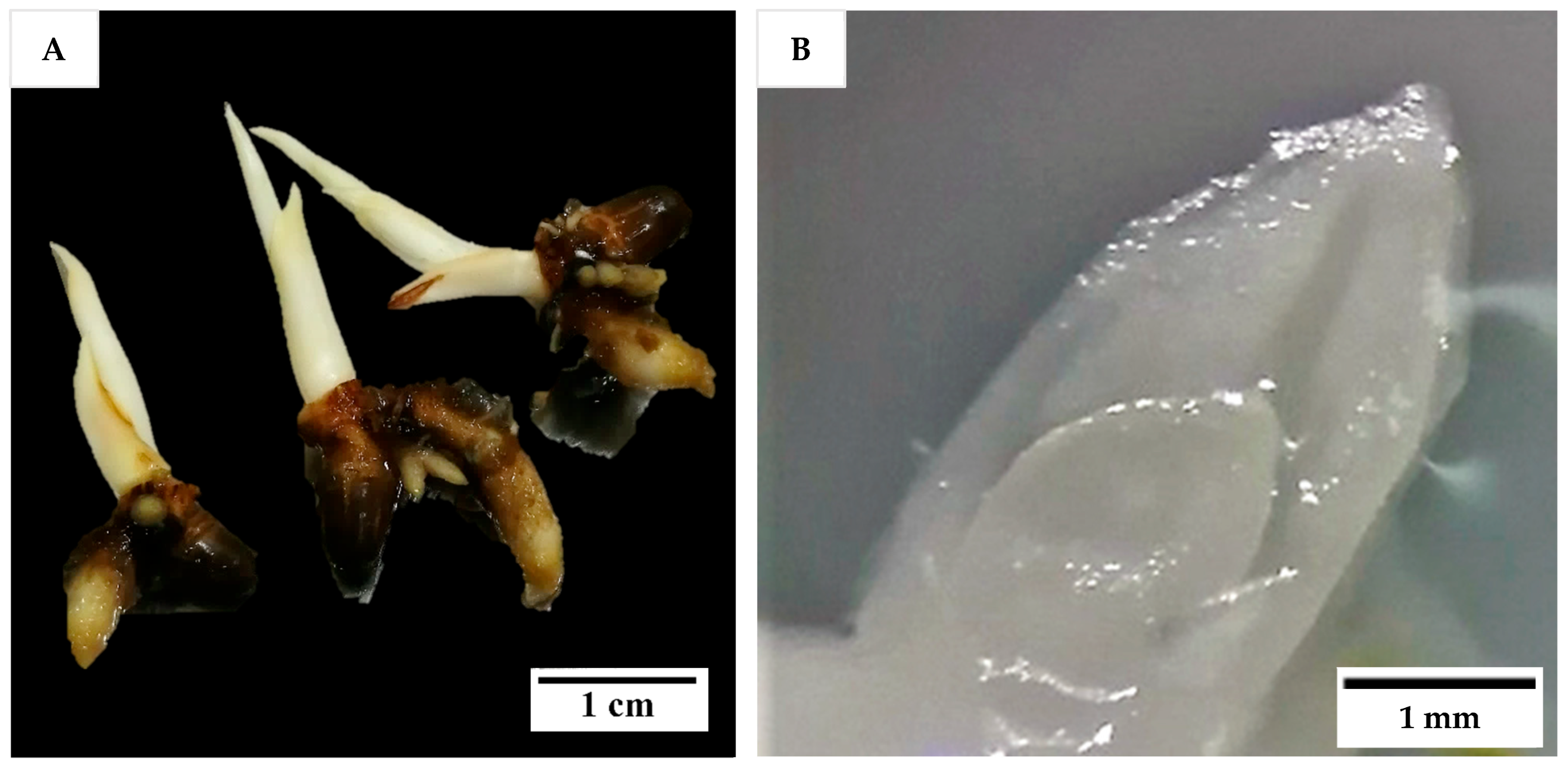 Plants 14 03123 g015