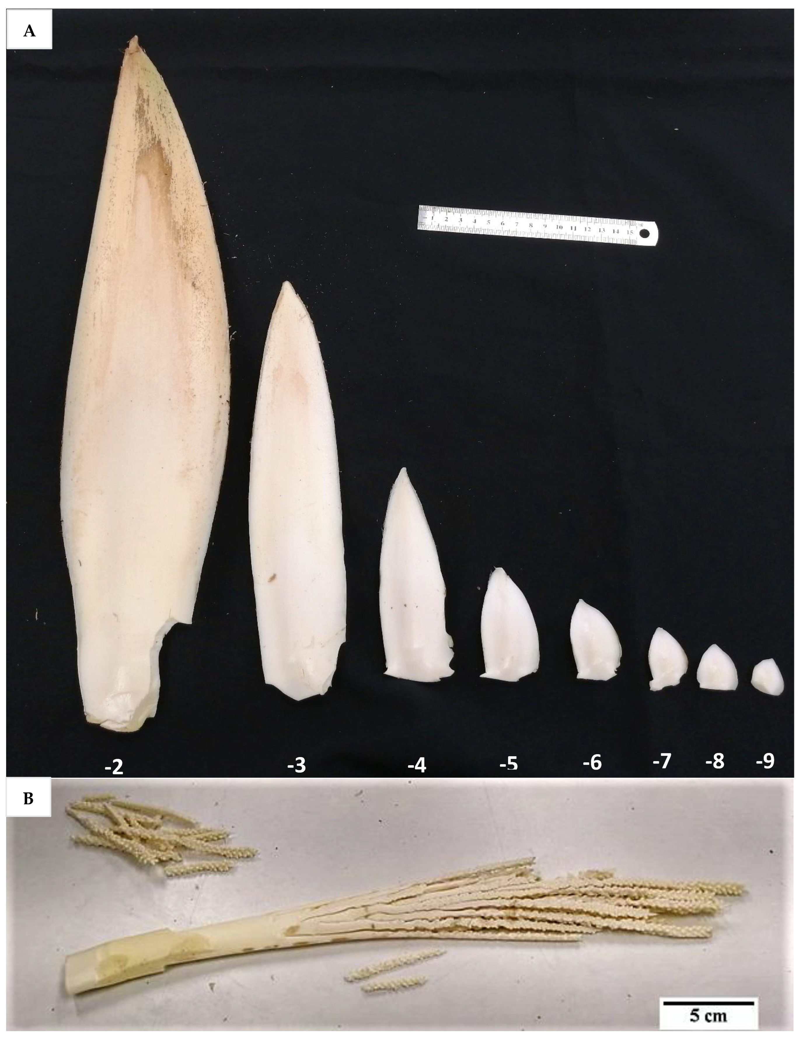 Plants 14 03123 g016