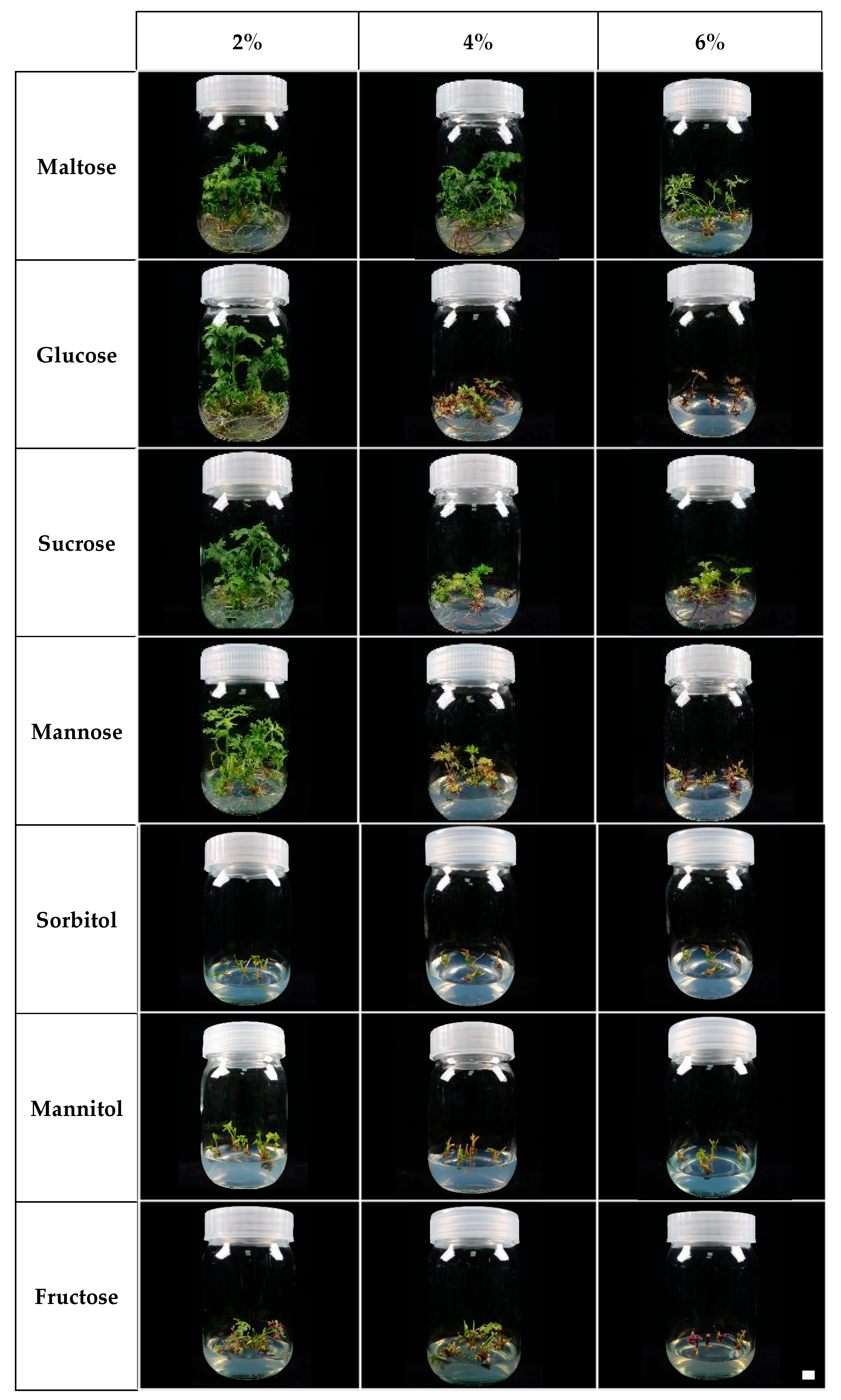 Plants 14 03125 g002 Plants 14 03125 g002