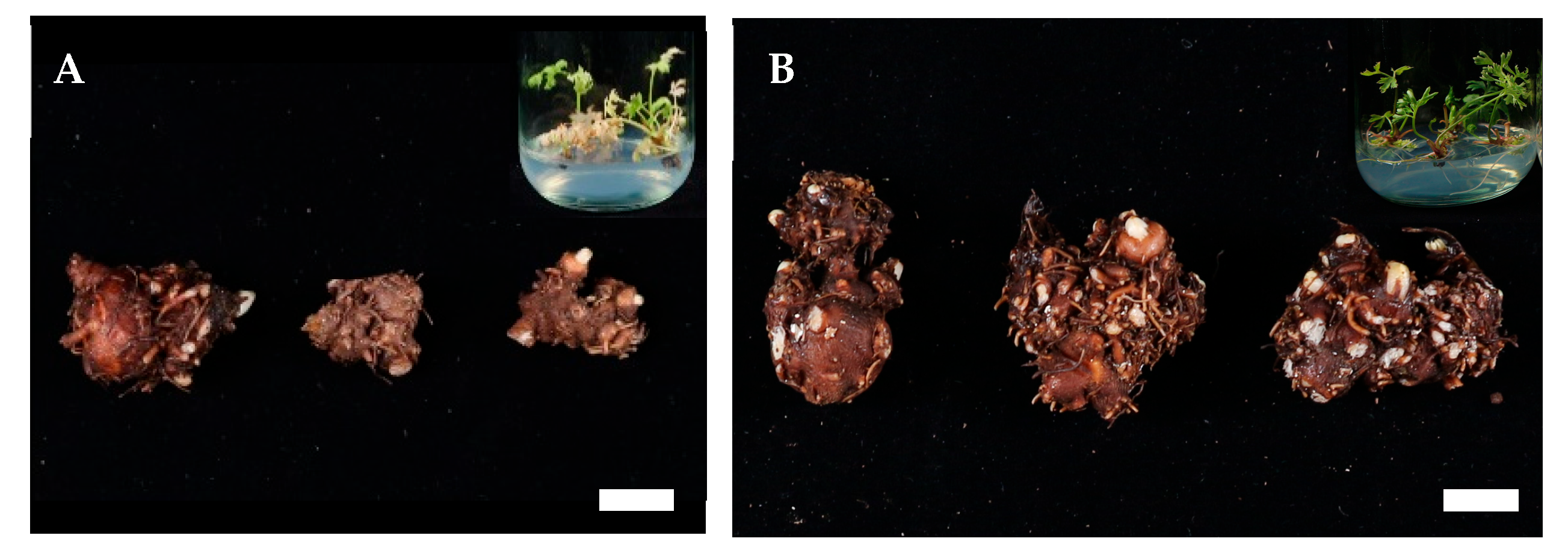 Plants 14 03125 g005 Plants 14 03125 g005