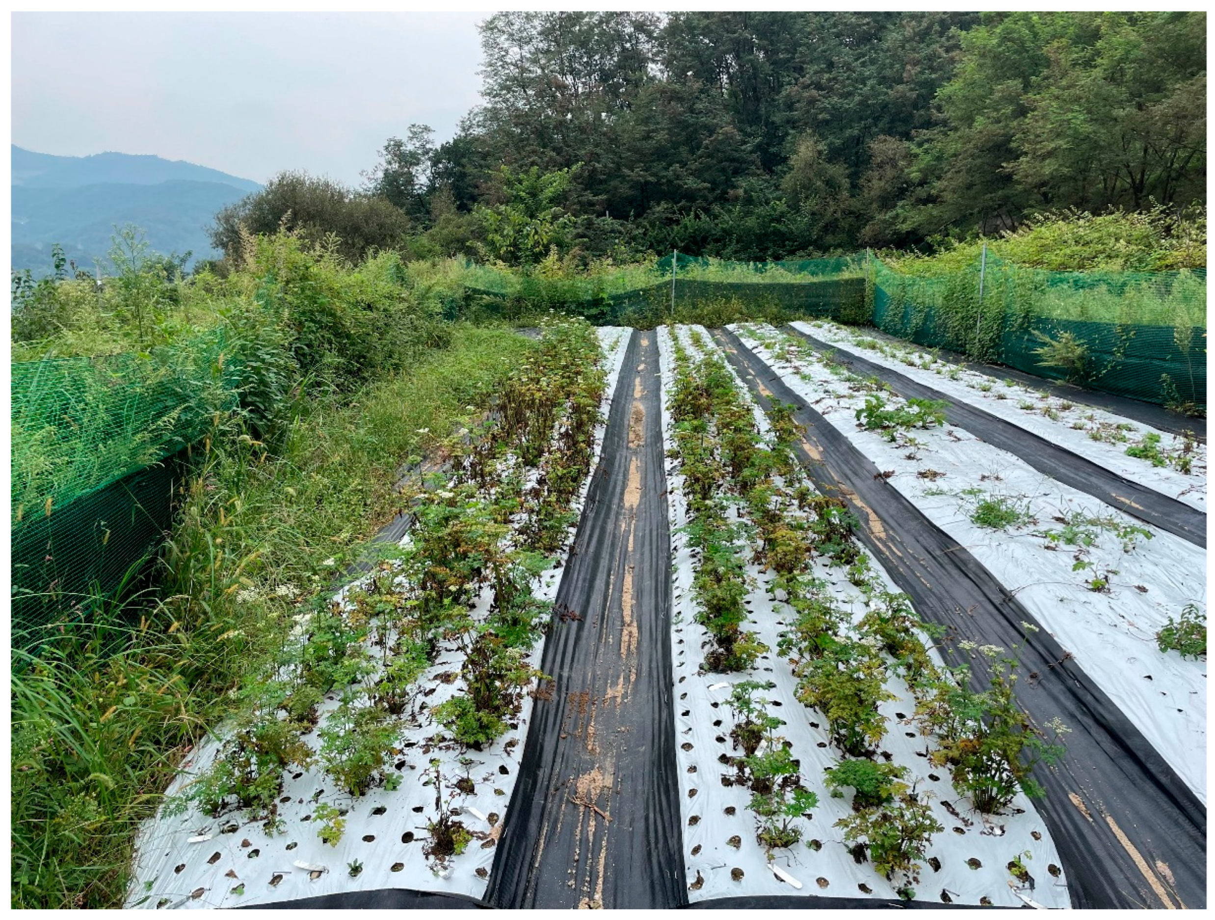 Plants 14 03125 g006 Plants 14 03125 g006