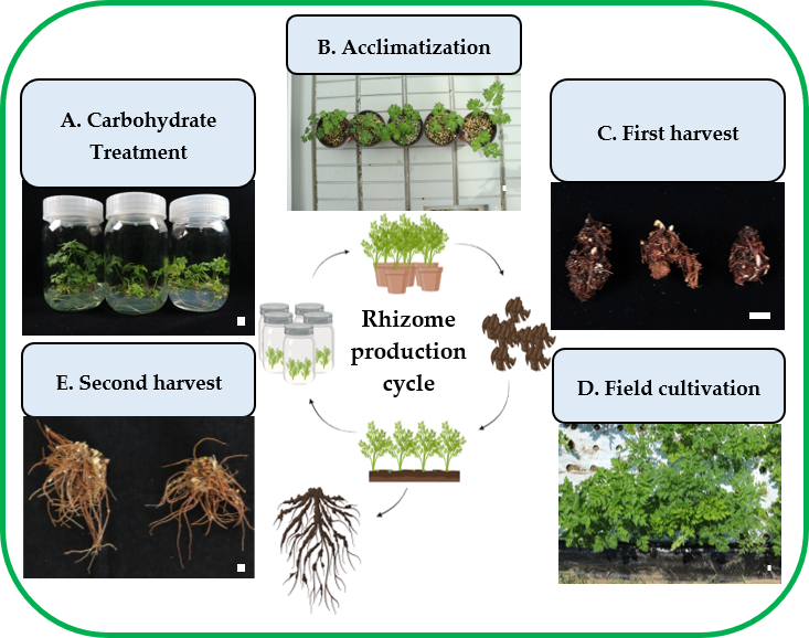 Plants 14 03125 g008 Plants 14 03125 g008