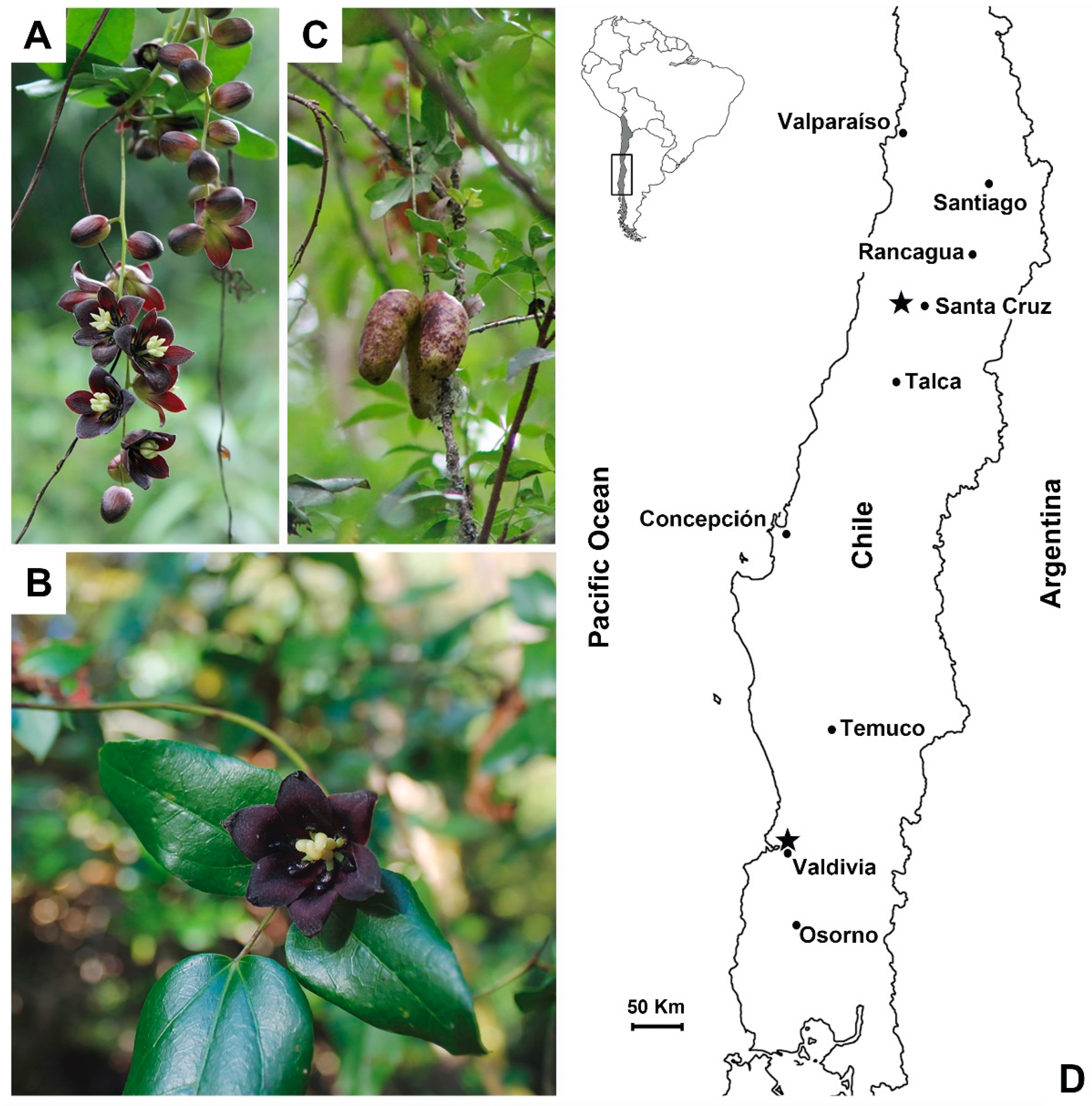 Plants 14 03126 g001