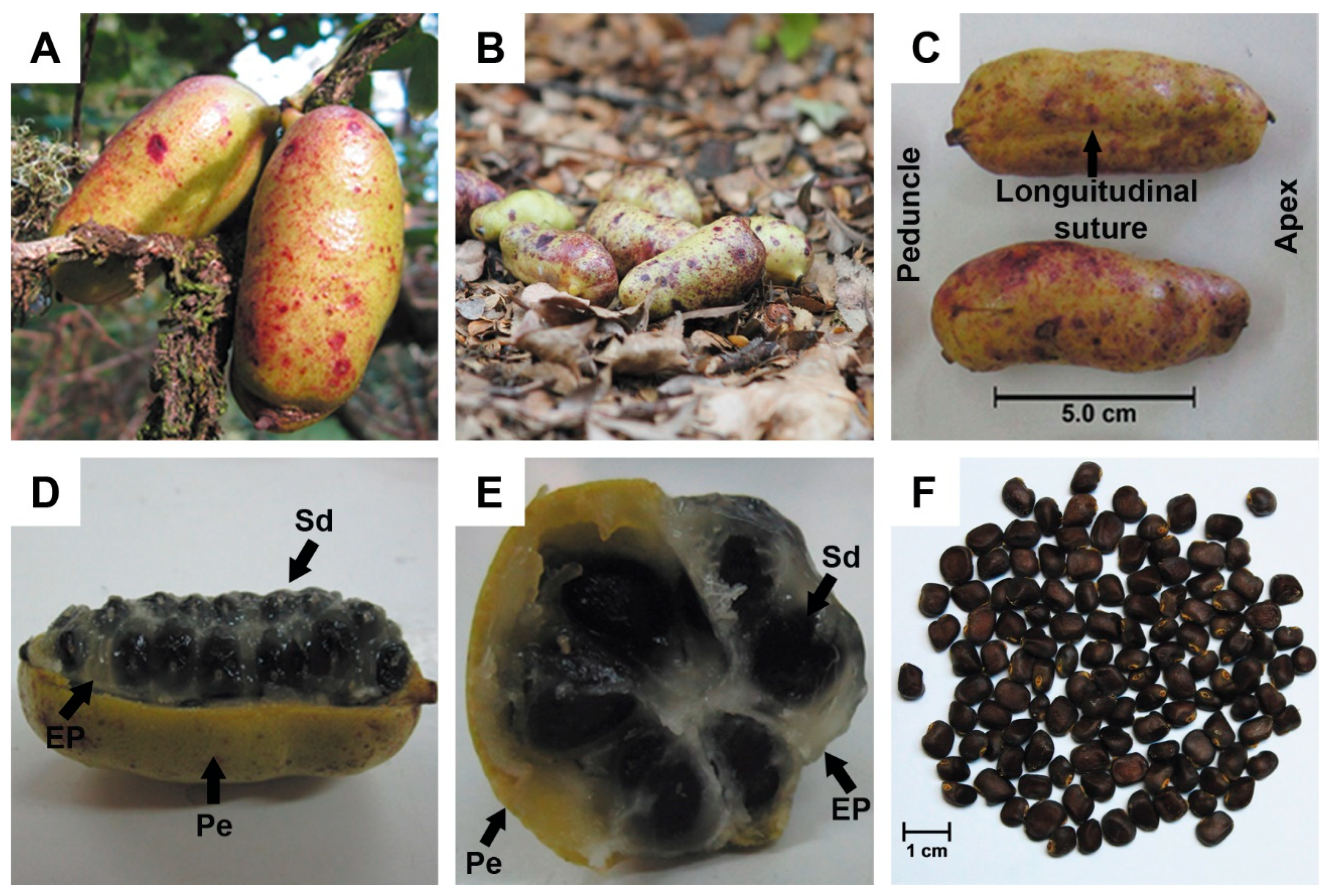 Plants 14 03126 g002