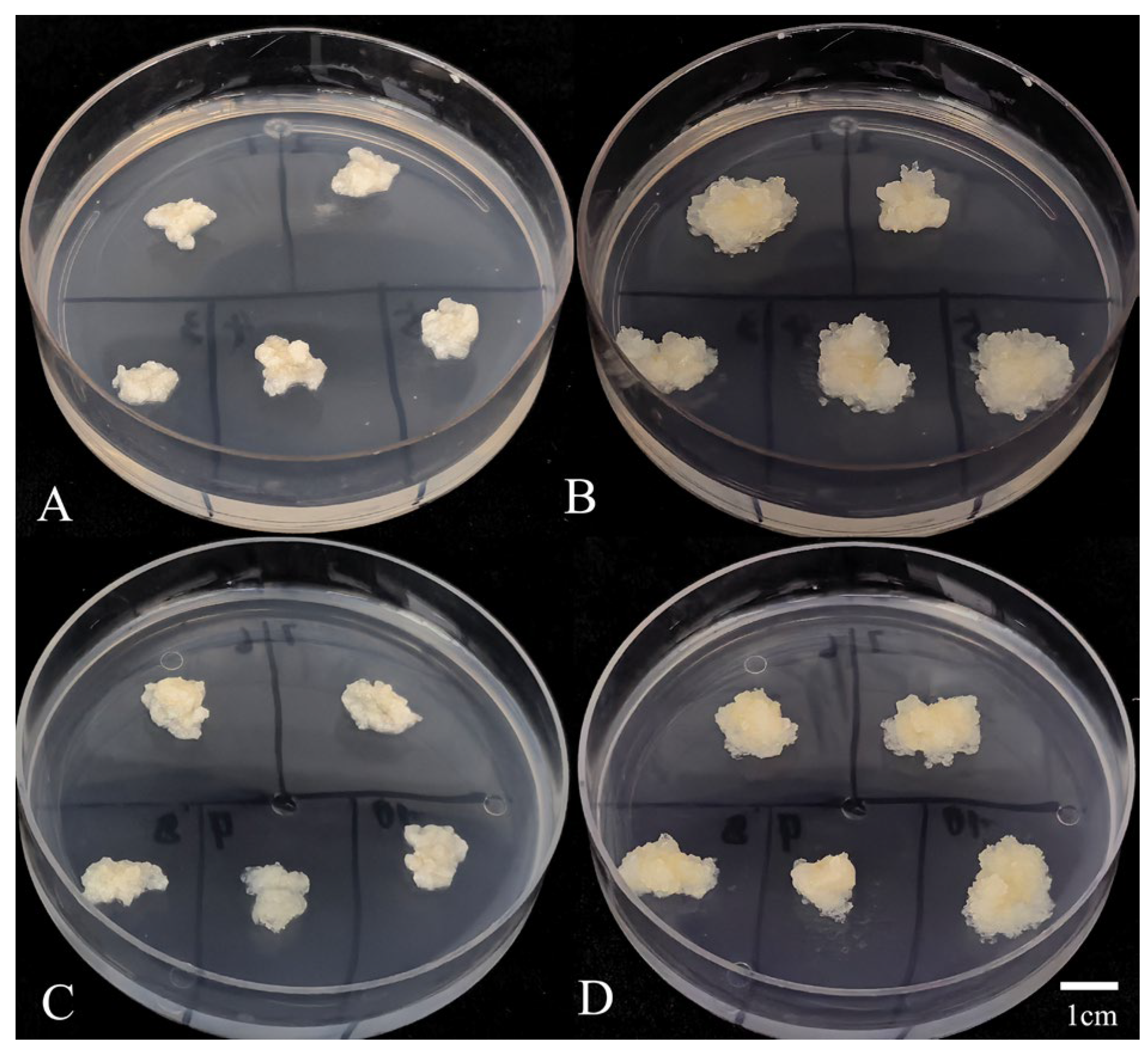 Plants 14 03127 g003