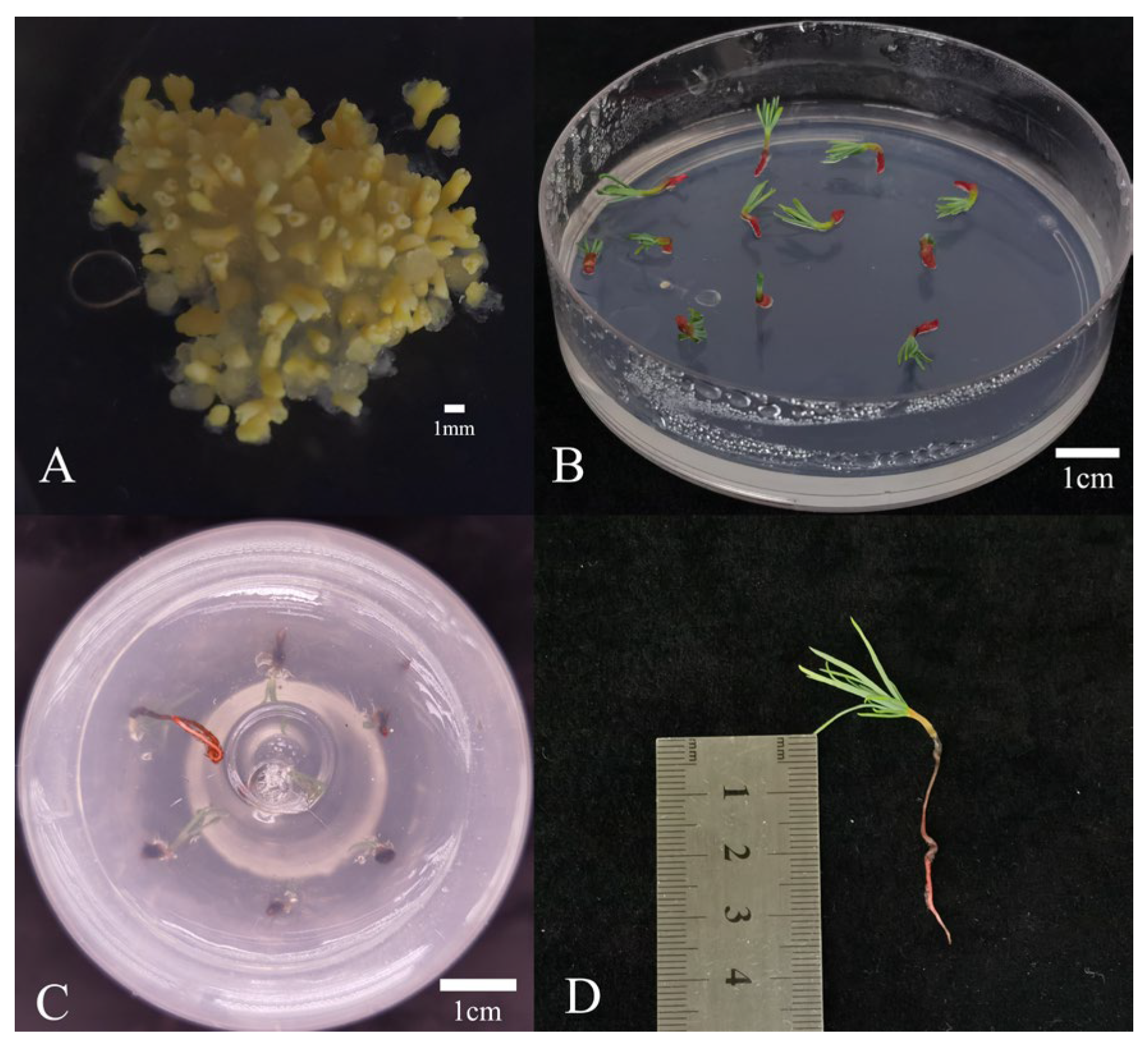 Plants 14 03127 g005