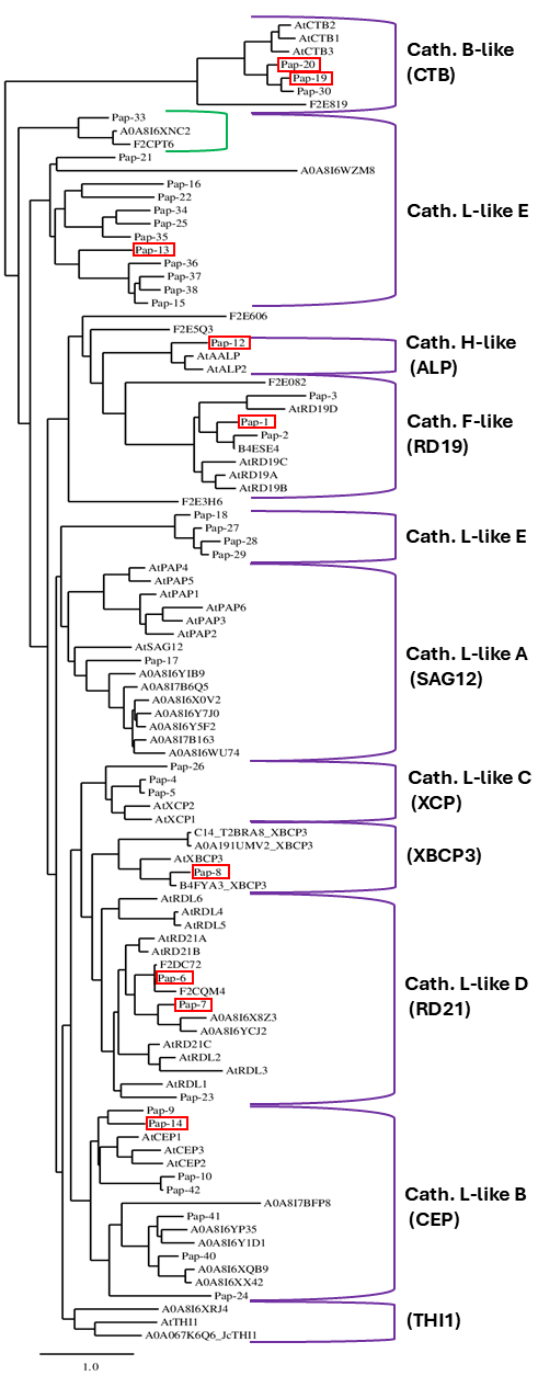 Plants 14 03132 g004