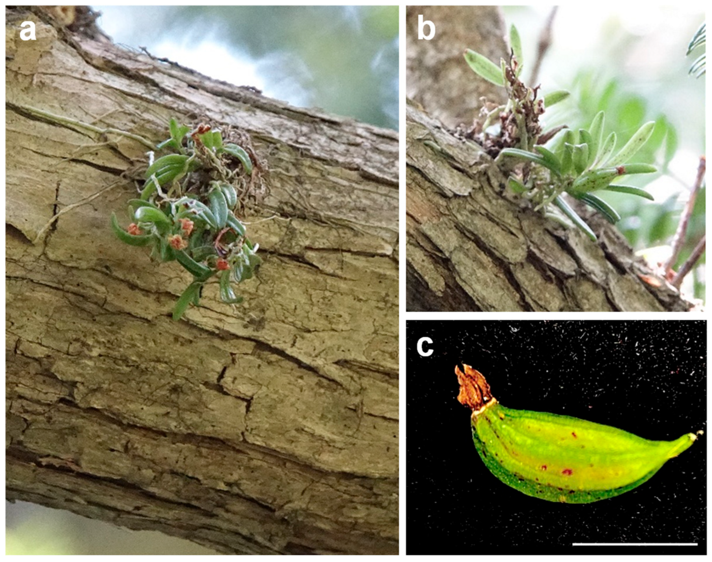 Plants 14 03133 g001 Plants 14 03133 g001