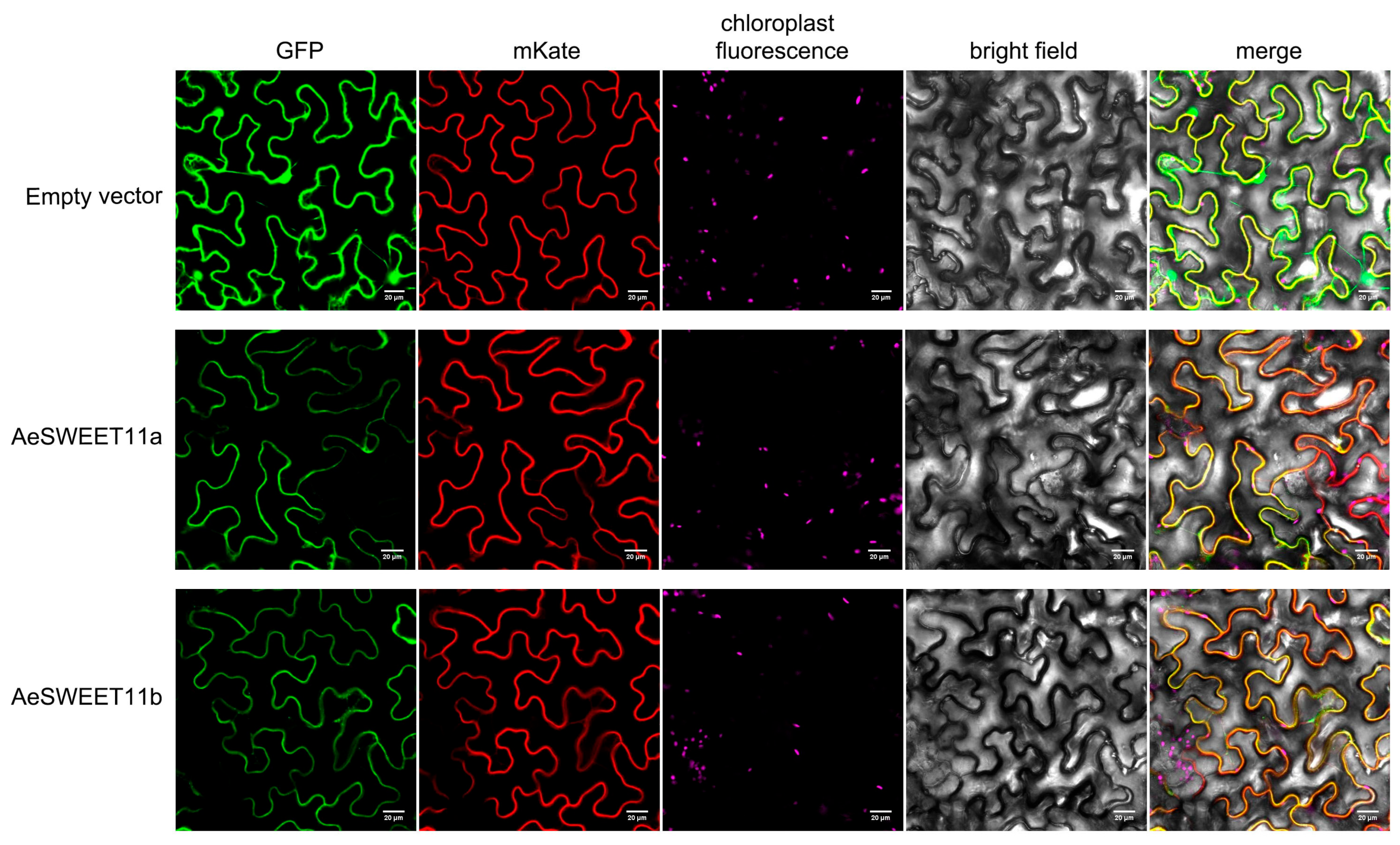 Plants 14 03140 g009