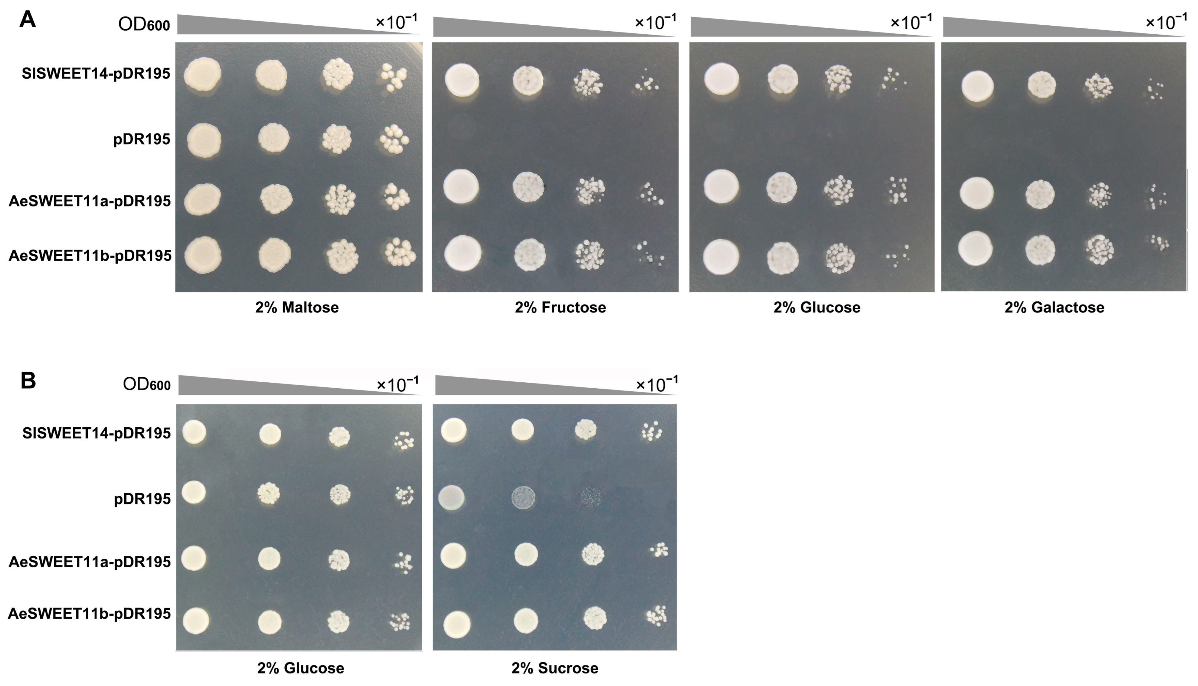 Plants 14 03140 g010